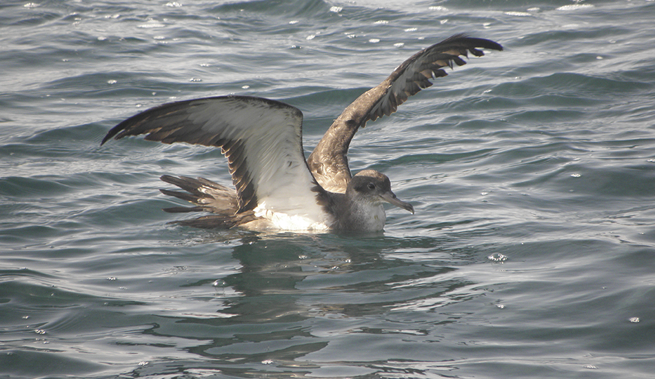 Cagarra-de-cabo-verde pousada no mar com as asas abertas e de perfil, num dia de mar calmo. É visível o branco na zona inferior da asa e uma gota de água na ponta do bico, podendo indicar que a ave acabou de mergulhar. À superfície da água notam-se pequenas bolhas de espuma que poderão indicar também a atividade desta e/ou outras aves na zona.