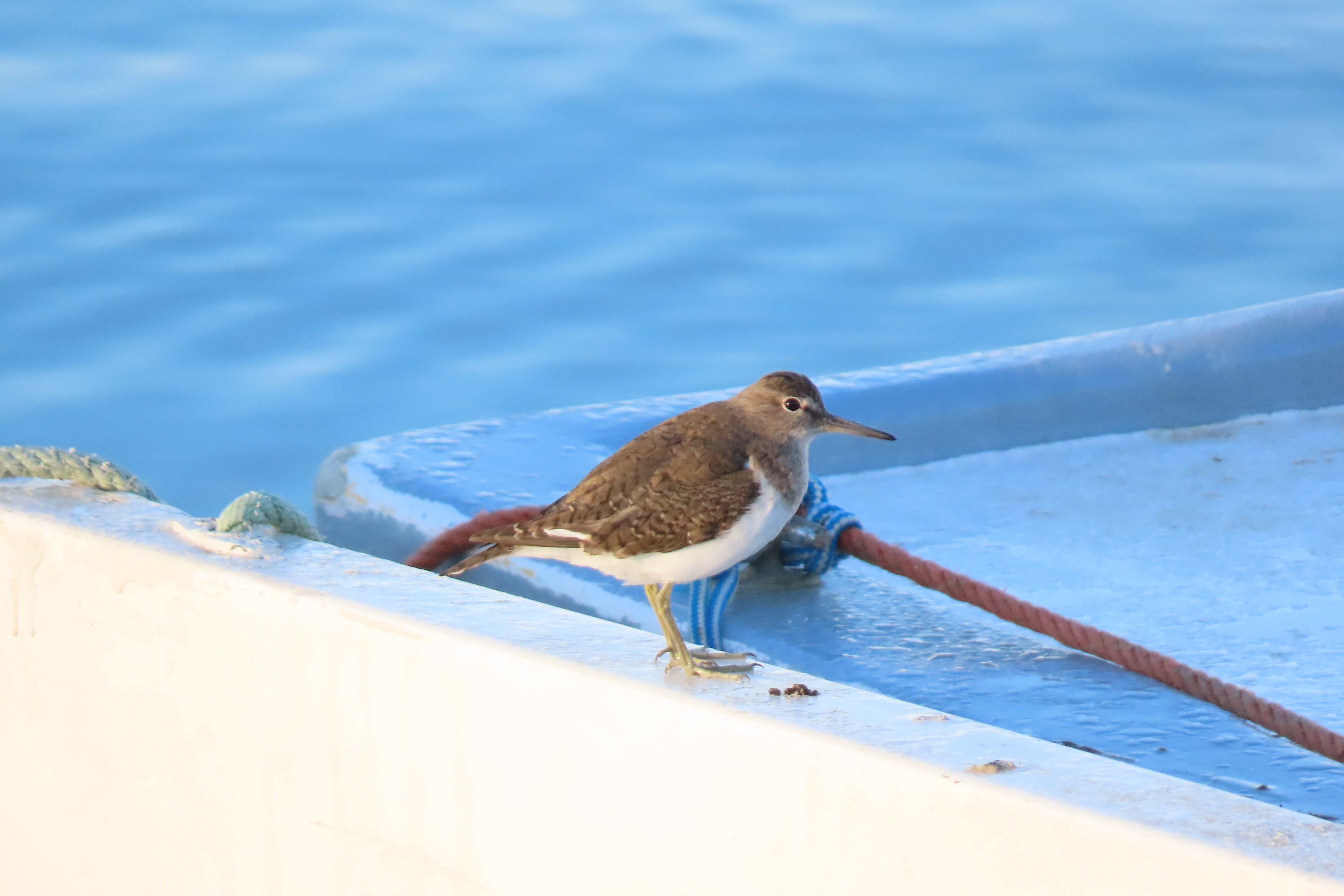 Maçarico-das-rochas pousado numa embarcação no porto de pesca