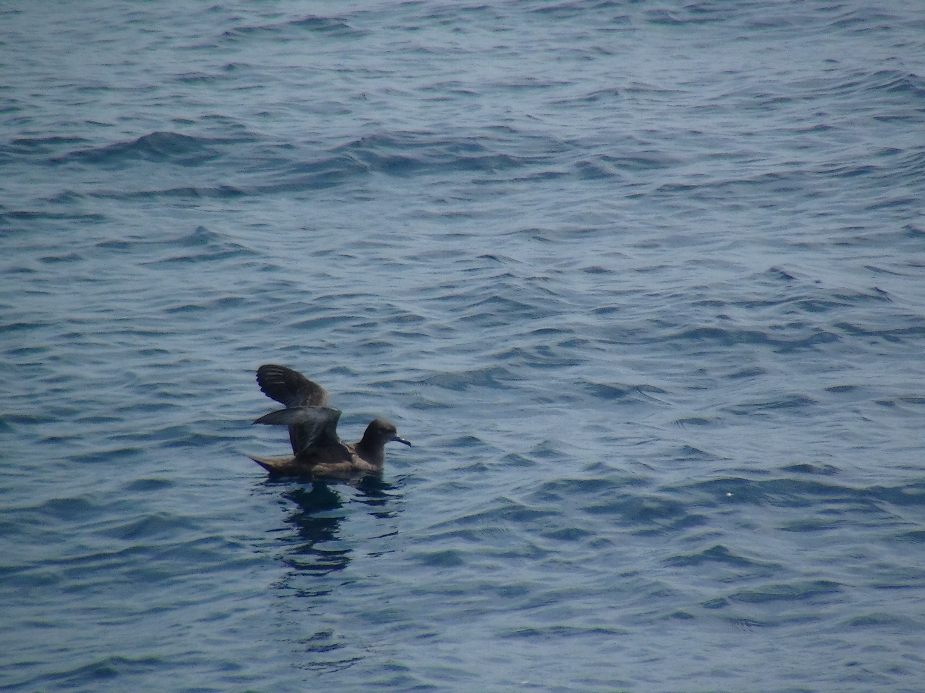 Pardela-preta pousada no mar com as asas abertas