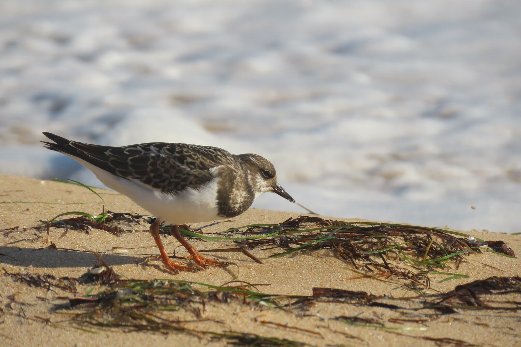Rola-do-mar adulta em plumagem de inverno, a alimentar-se na areia da zona intertidal.