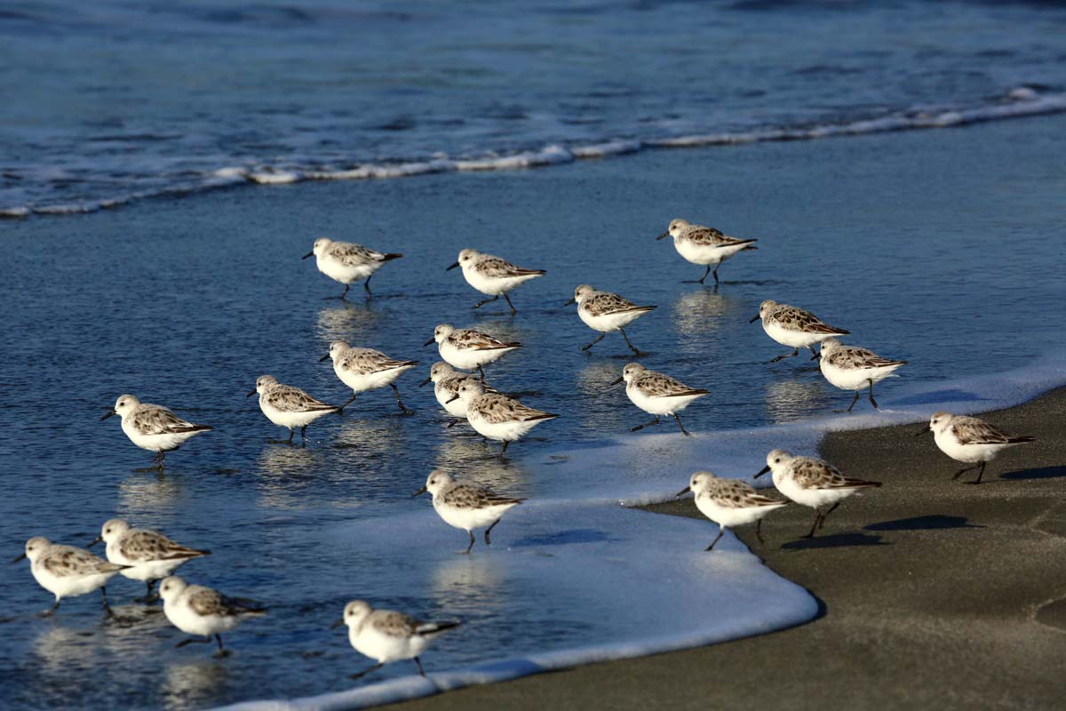 Grupo de pilritos-das-praias na areia junto à linha de maré