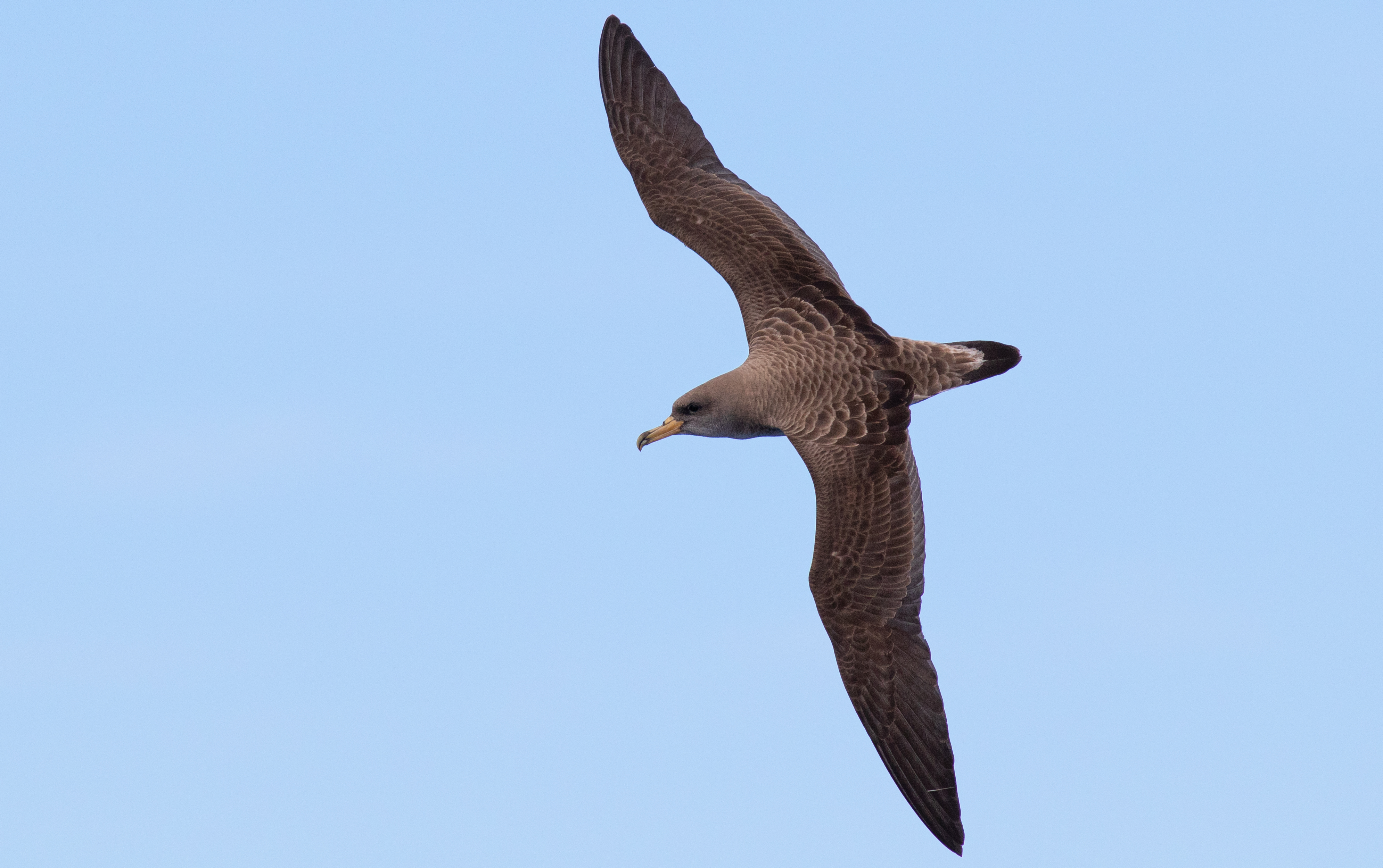 Cagarra a voar sobre o mar, em vista dorsal.