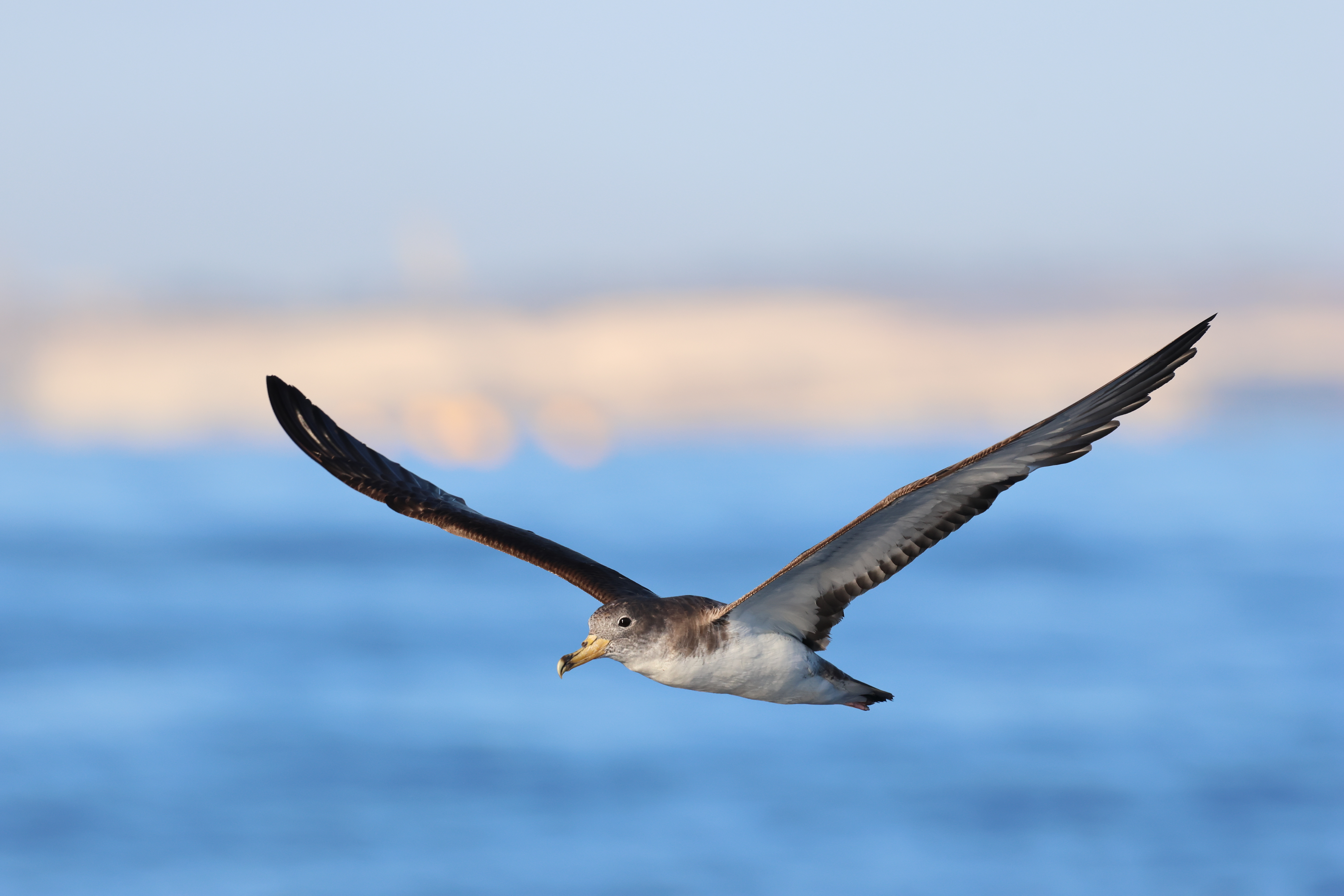 Cagarra-do-mediterrâneo em voo sobre o mar, com asas completamente abertas. Ao fundo nota-se a linha de costa desvanecida.