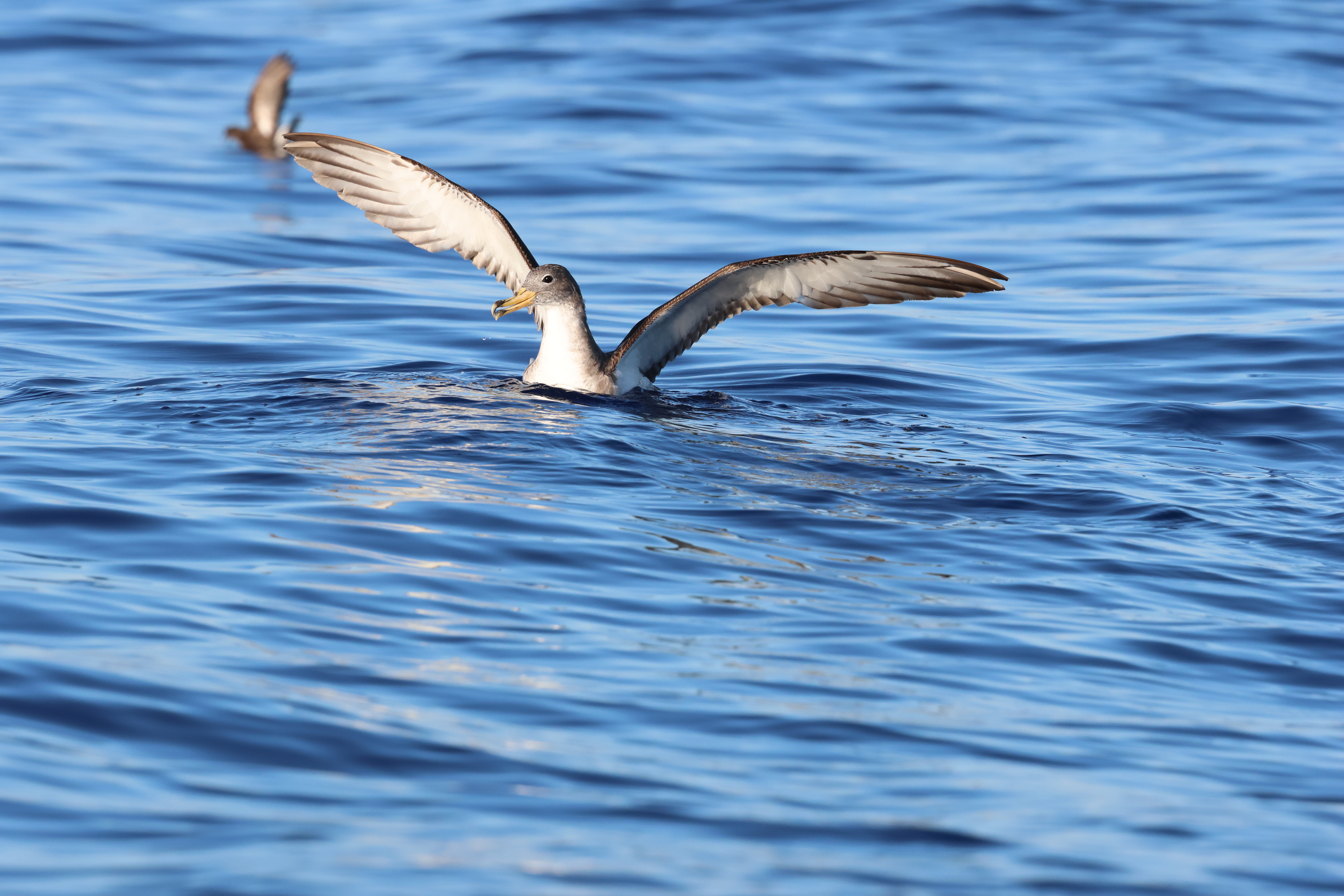 Cagarra-do-mediterrâneo poisada no mar, com asas completamente abertas e a prepara-se para voar. Vê-se também um pequeno alma-de-mestre por trás, também pousado na água de asas abertas e desfocado.