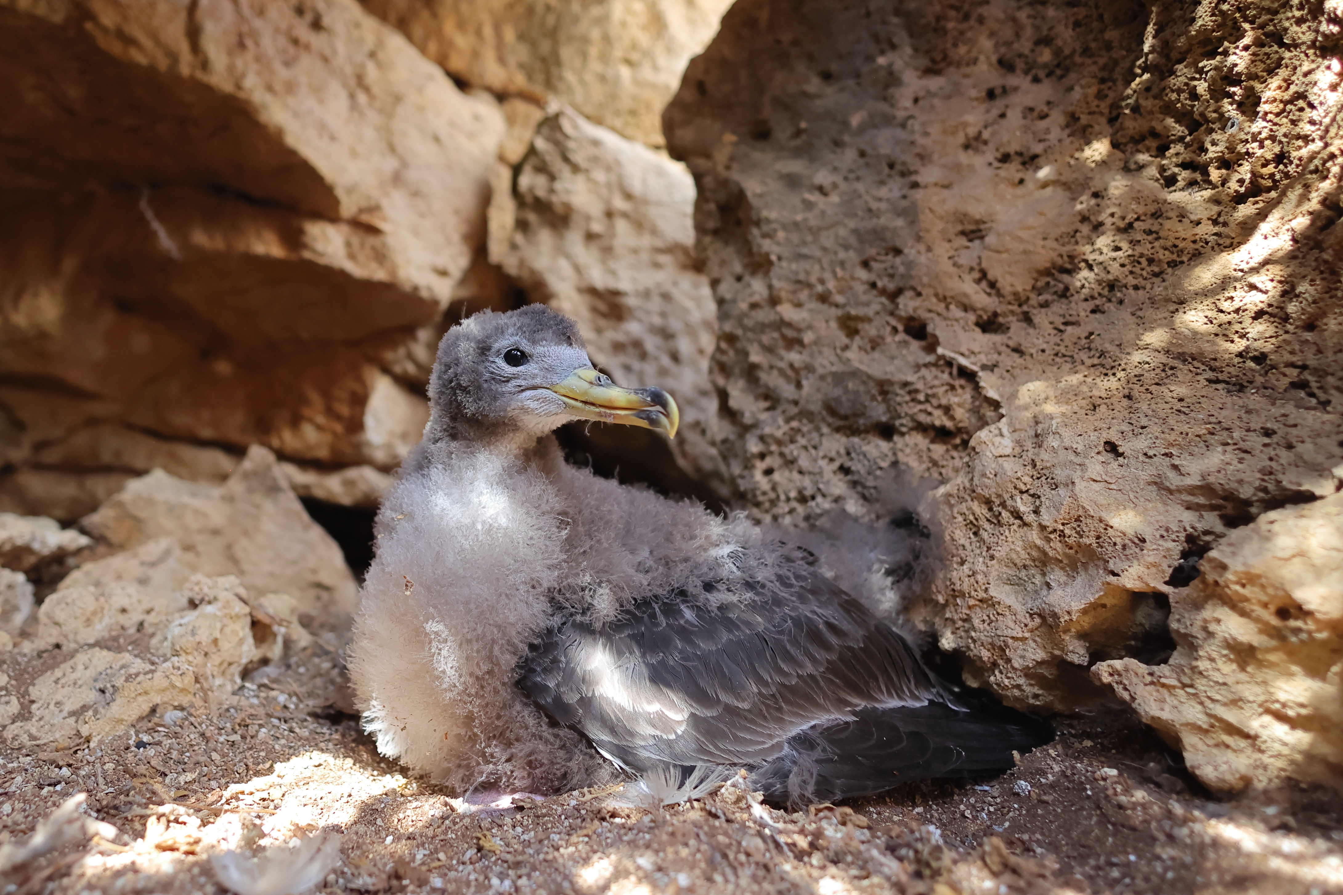 Cria de cagarra-do-mediterrâneo num estado de crescimento avançado, mostrando o bico amarelo e as asas já com penas de cobertura e primárias. O resto do corpo e cabeça ainda estão cobertos de penas, apesar da fronte e zona da face próxima do bico terem já as penas a nascer. A ave está pousada no ninho, de perfil e com a cabeça  voltada para o lado. O ninho localiza-se entre grandes rochedos com um substrato arenoso, estando bastante iluminado pela luz do dia.