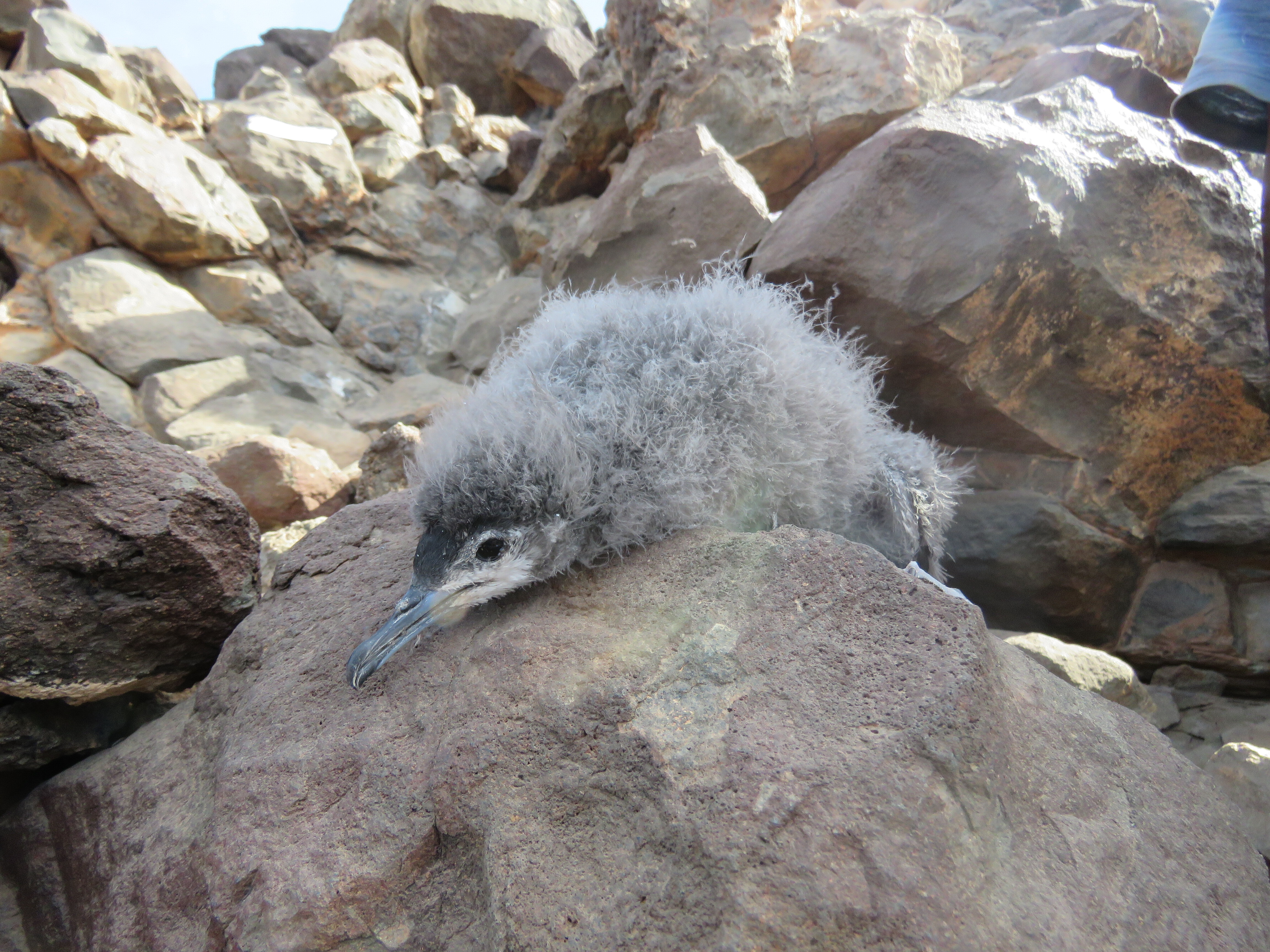 Cria de cagarra-de-cabo-verde aparentemente colocada no topo de uma rocha na colónia, em plena luz do dia. A ave aparenta ter um estado avançado de desenvolvimento, notando-se a cabeça já toda coberta de penas mas ainda com a penugem, a soltar-se, na zona da nuca. O corpo ainda repleto de penugem.