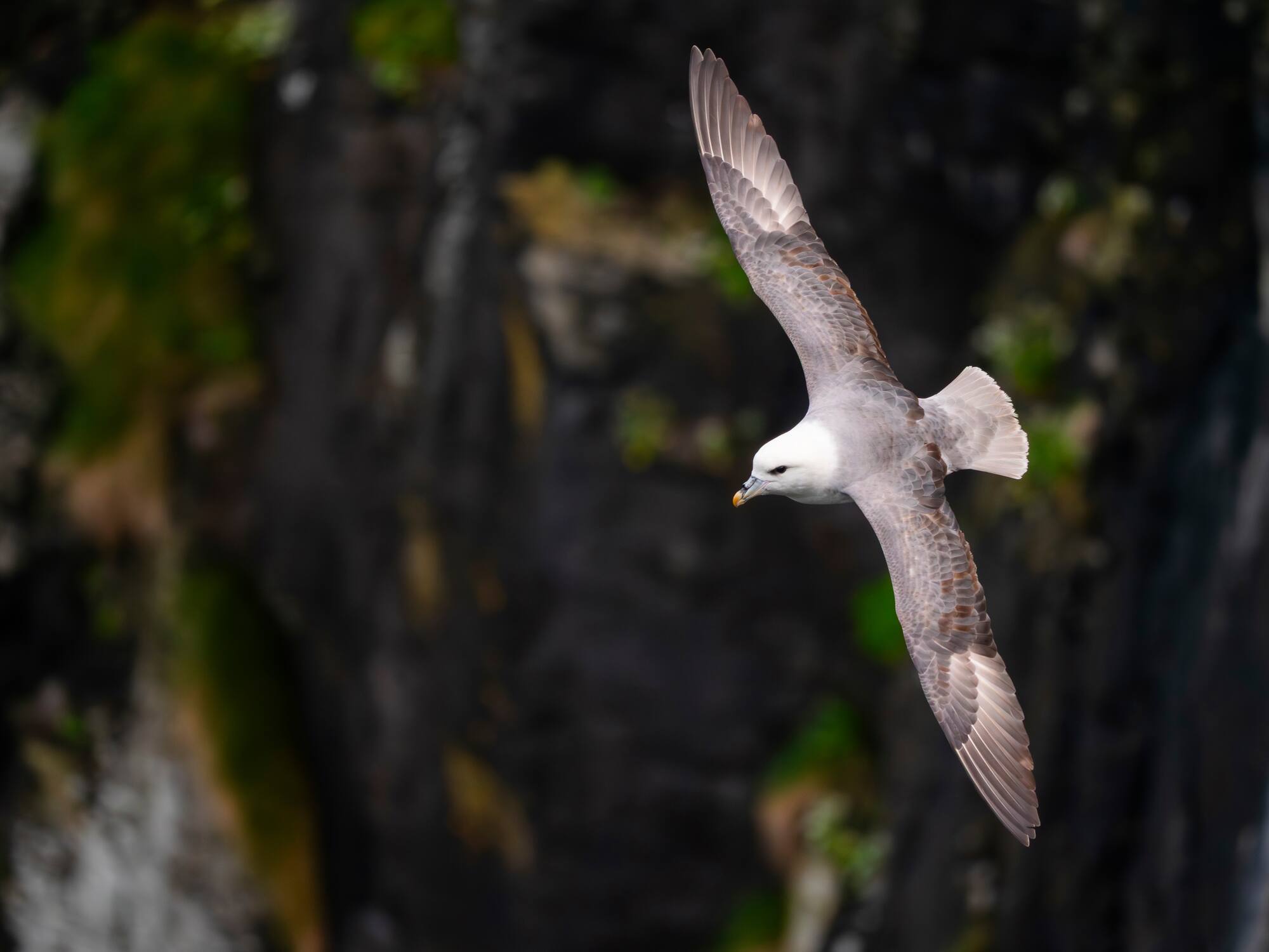 Pombalete adulto em voo sobre a colónia de reprodução. A ave apresenta as aves totalmente abertas, exibindo toda a parte dorsal e superior das asas, bem como a cauda bastante aberta. Notam-se algumas penas acastanhadas nas coberturas das asas. No bico salienta-se a típica ponta amarela.