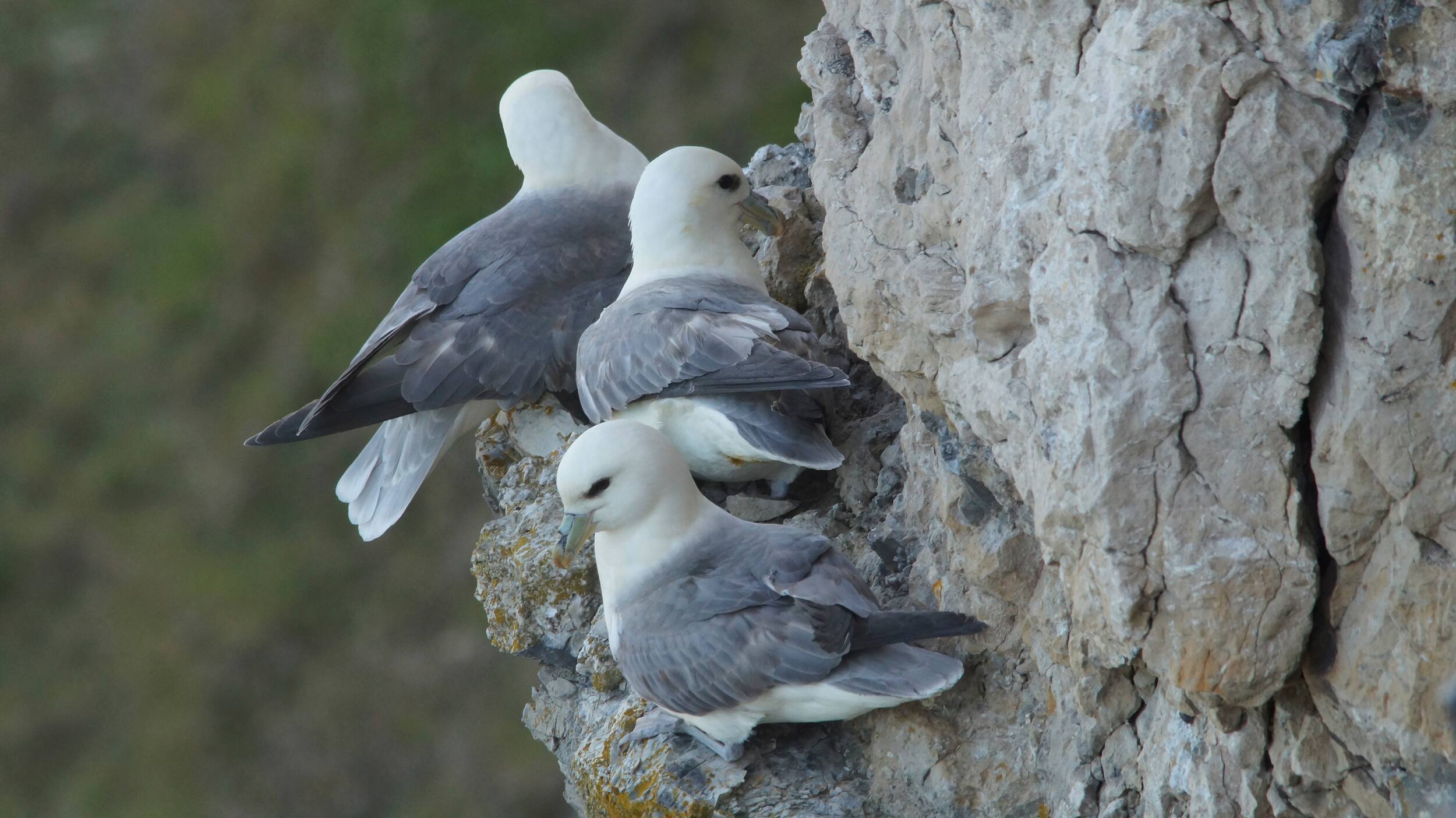 Três pombaletes pousados numa escarpa, encostados uns aos outros. As aves parecem todas adultas.