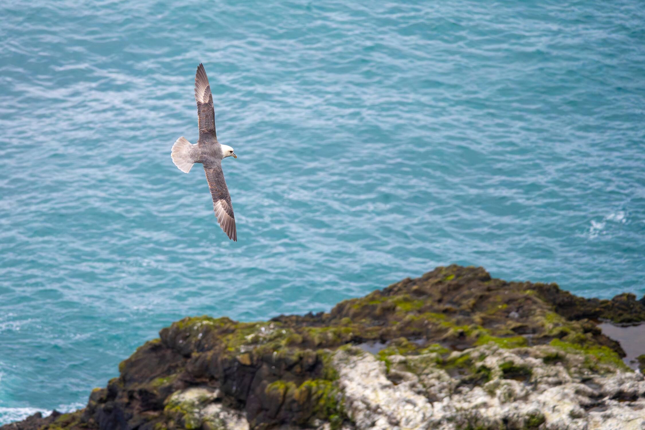 Pombalete adulto em voo sobre a colónia de reprodução. A ave apresenta as aves totalmente abertas, exibindo toda a parte dorsal e superior das asas, bem como a cauda bastante aberta. A ave está contra o mar, sereno, acima de uma zona rochosa coberta de guano (branco) e liquens (verdes e amarelados).
