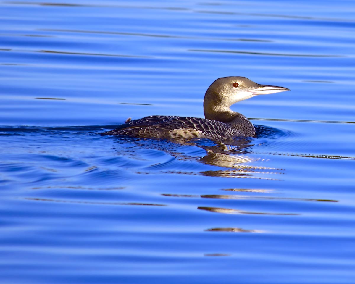 Mobelha-grande na água em plumagem de inverno, com cabeça e pescoço cinzentos