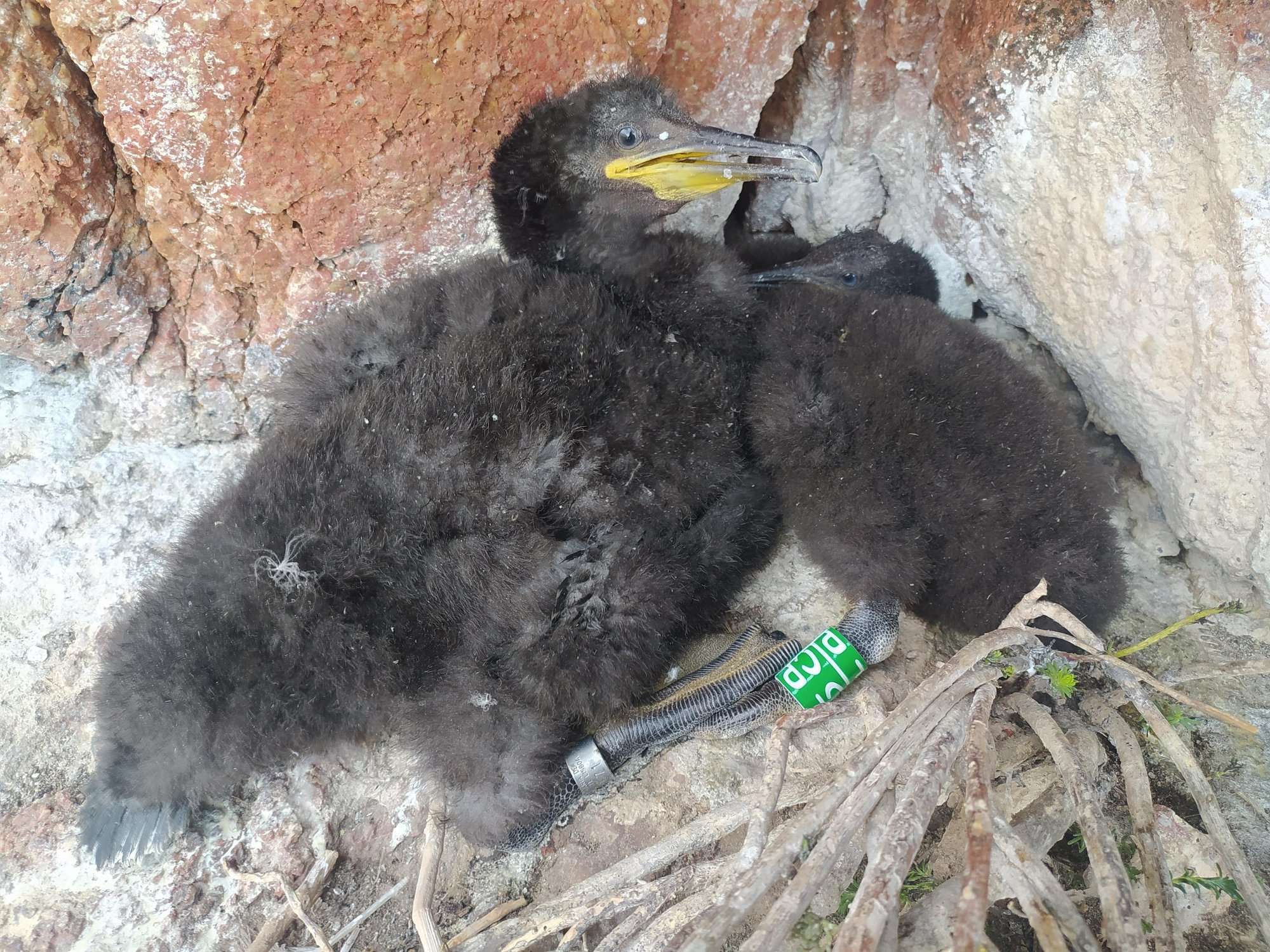 Crias de galheta no ninho, anilhadas com anilhas de cor