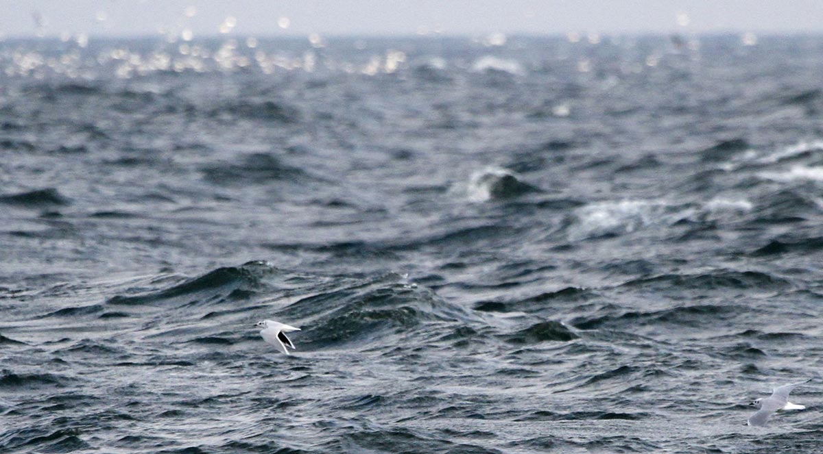 Gaivota-pequena em voo sobre o mar agitado.