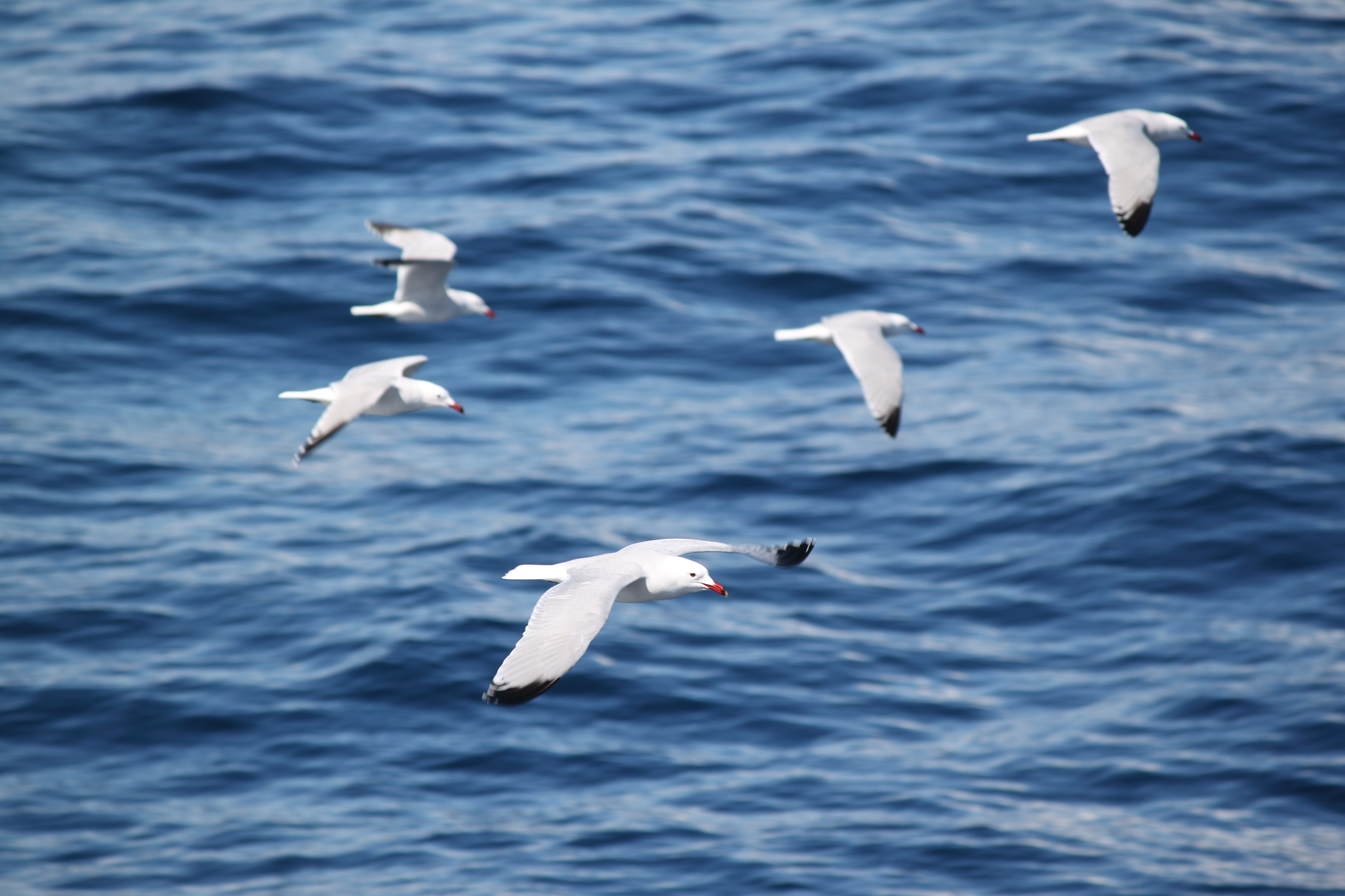 Grupo de gaivotas-de-audouin em voo sobre o mar, com dorso cinzento-prateado claro, bico vermelho e primárias externas pretas.