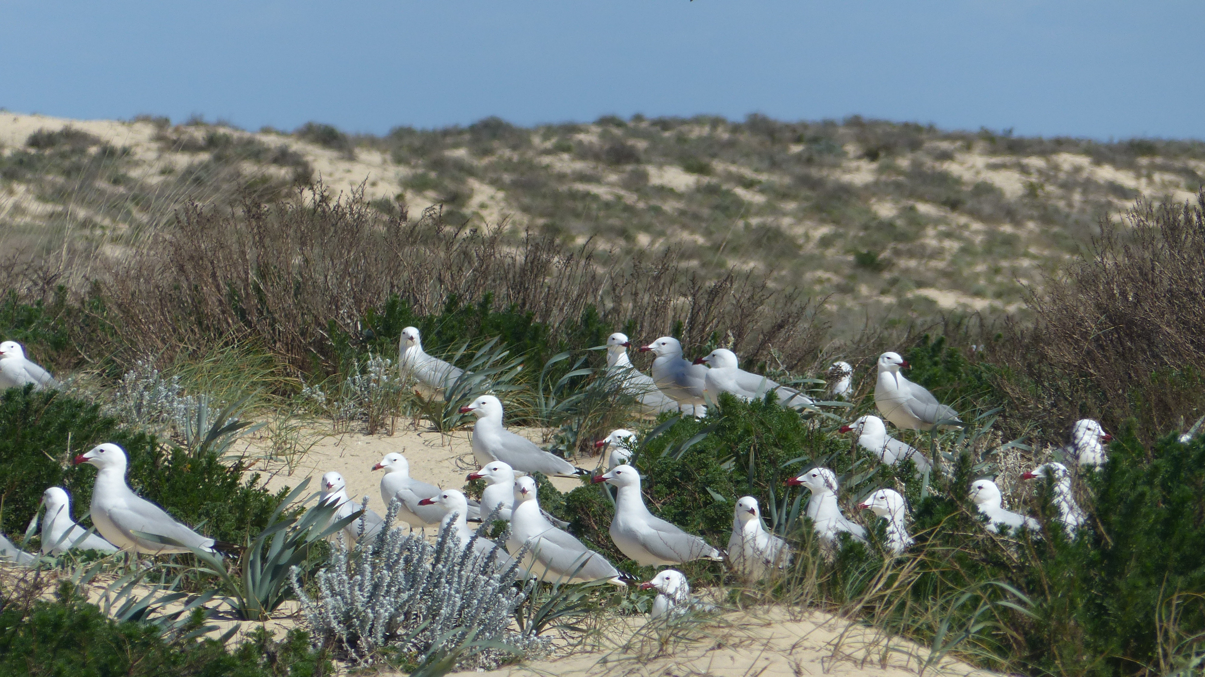 Grupo de gaivotas-de-audouin adultas pousadas na colónia, numa ilha arenosa.
