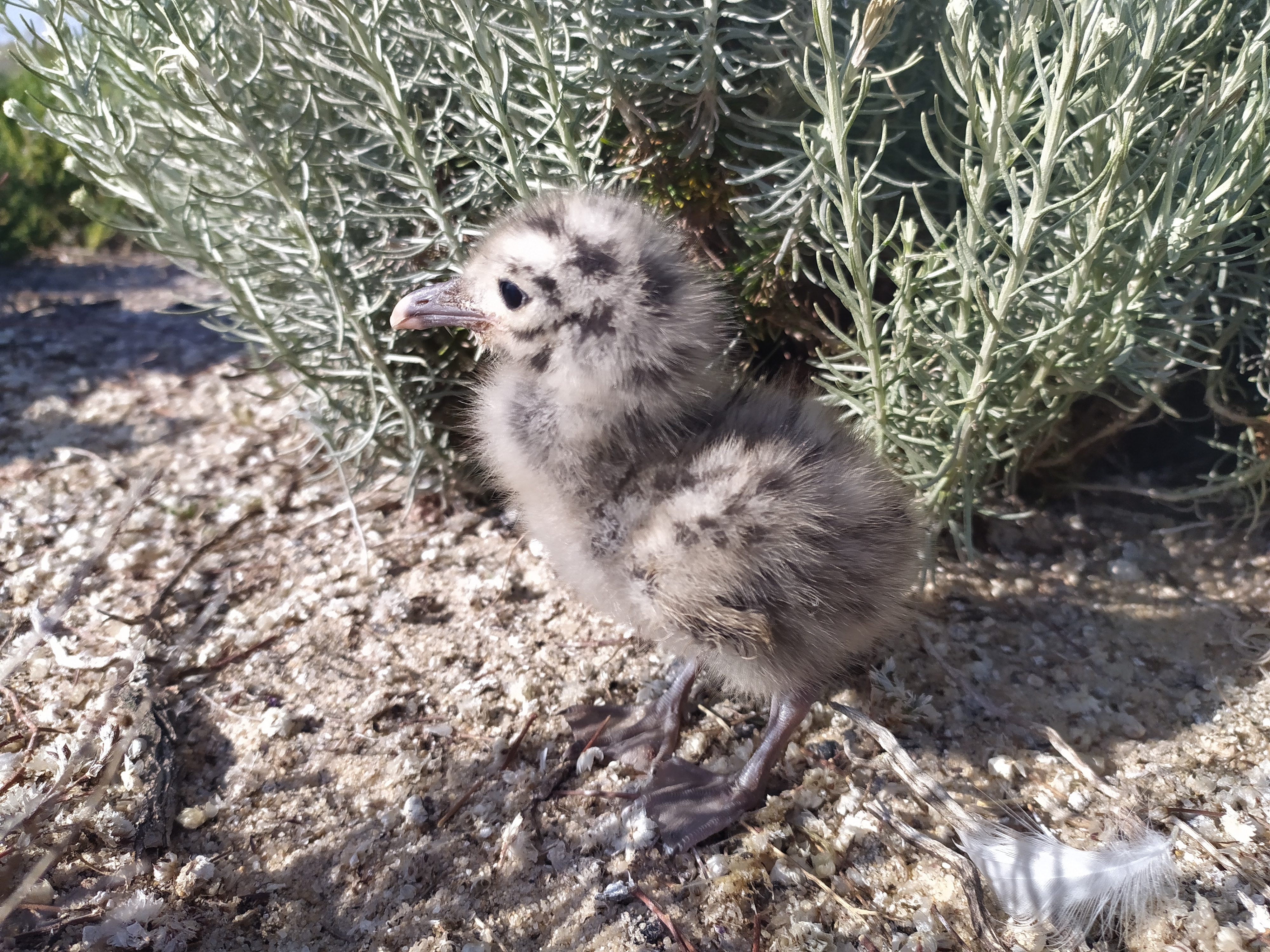 Cria de gaivota-de-audouin com poucos dias na colónia.