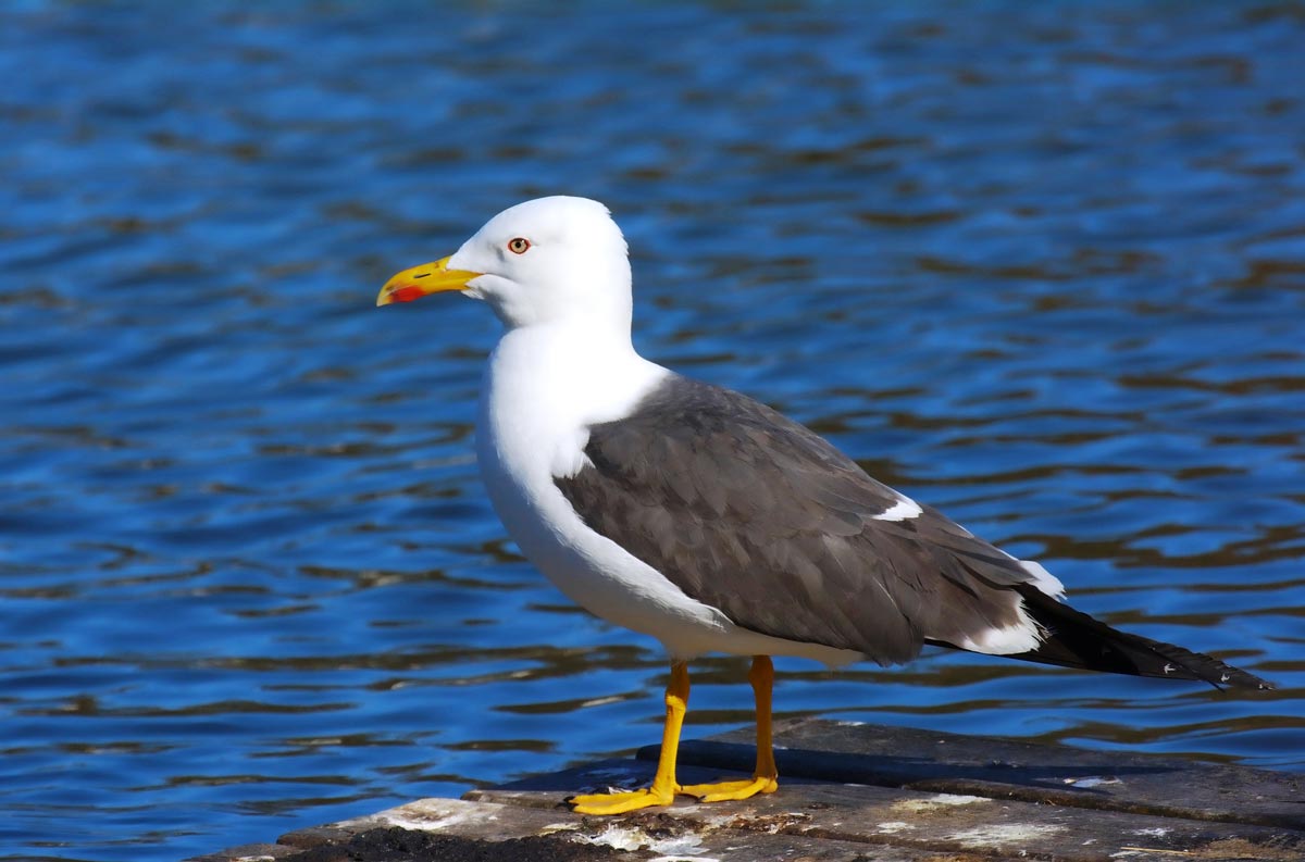 Gaivota-d’asa-escura adulta pousada num porto, com dorso cinzento-escuro, cabeça e partes inferiores brancas, pernas amarelas, bico amarelo com mancha vermelha e pontas das asas escuras.