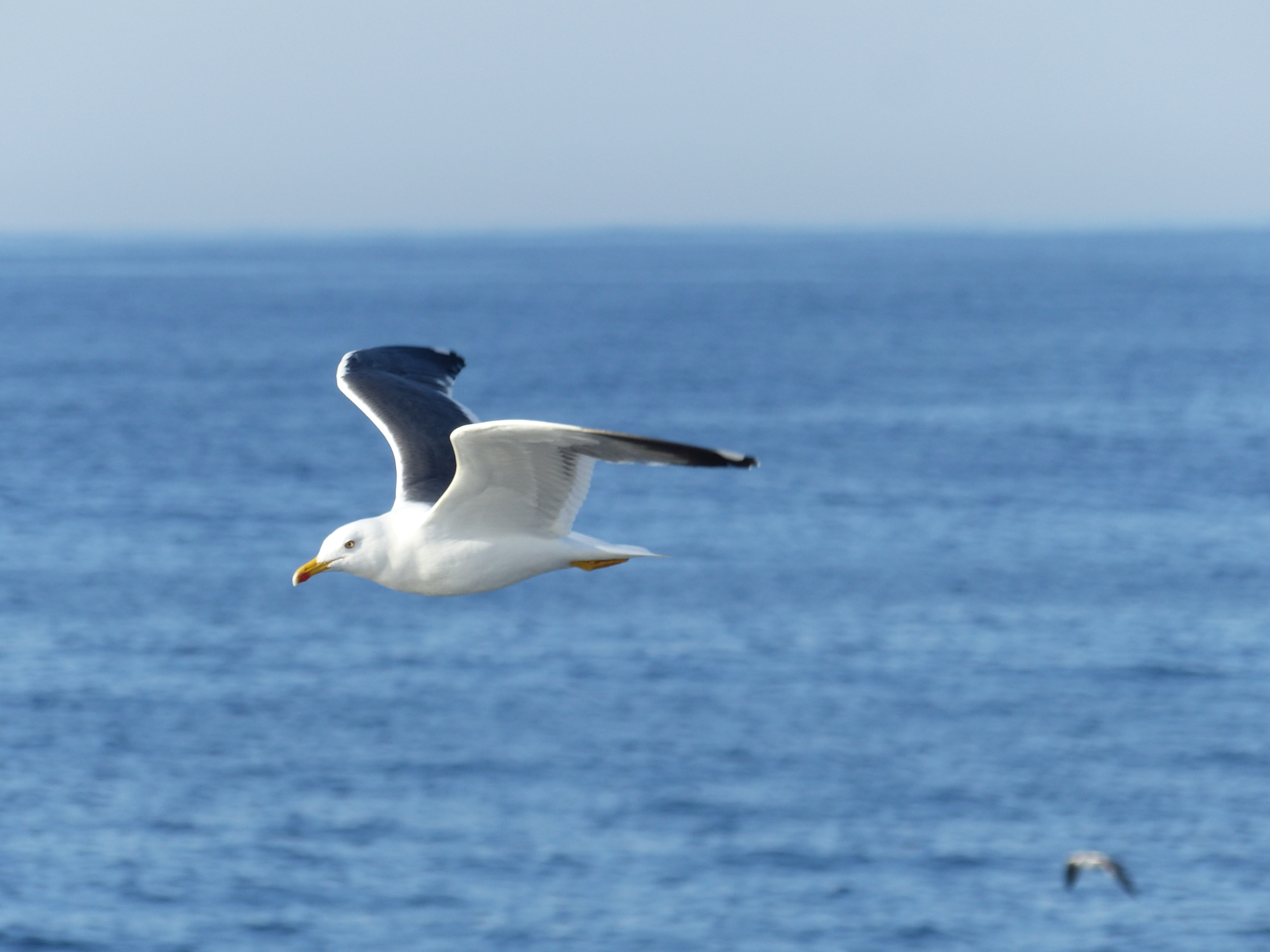Gaivota-d’asa-escura adulta em voo sobre o mar.
