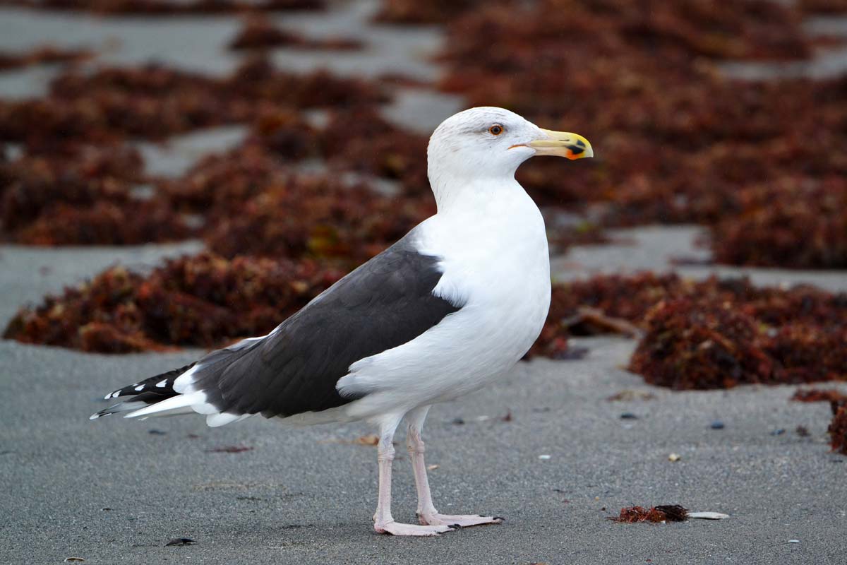 Gaivotão-real adulto em plumagem invernante, com dorso e asas cinzento-escuro a quase preto, pousado na praia.
