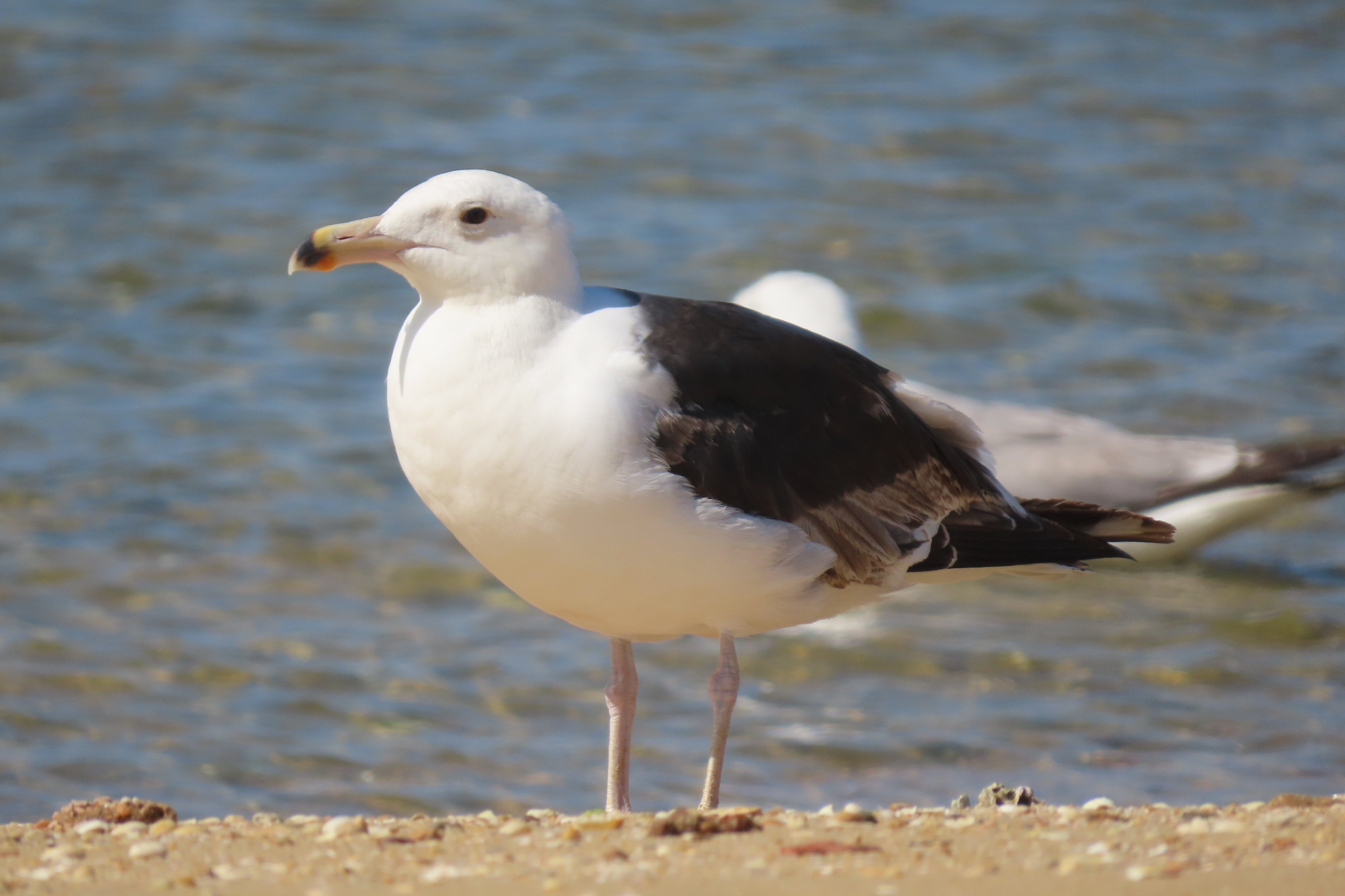 Gaivotão-real imaturo de terceiro ano com plumagem quase completa de adulto.