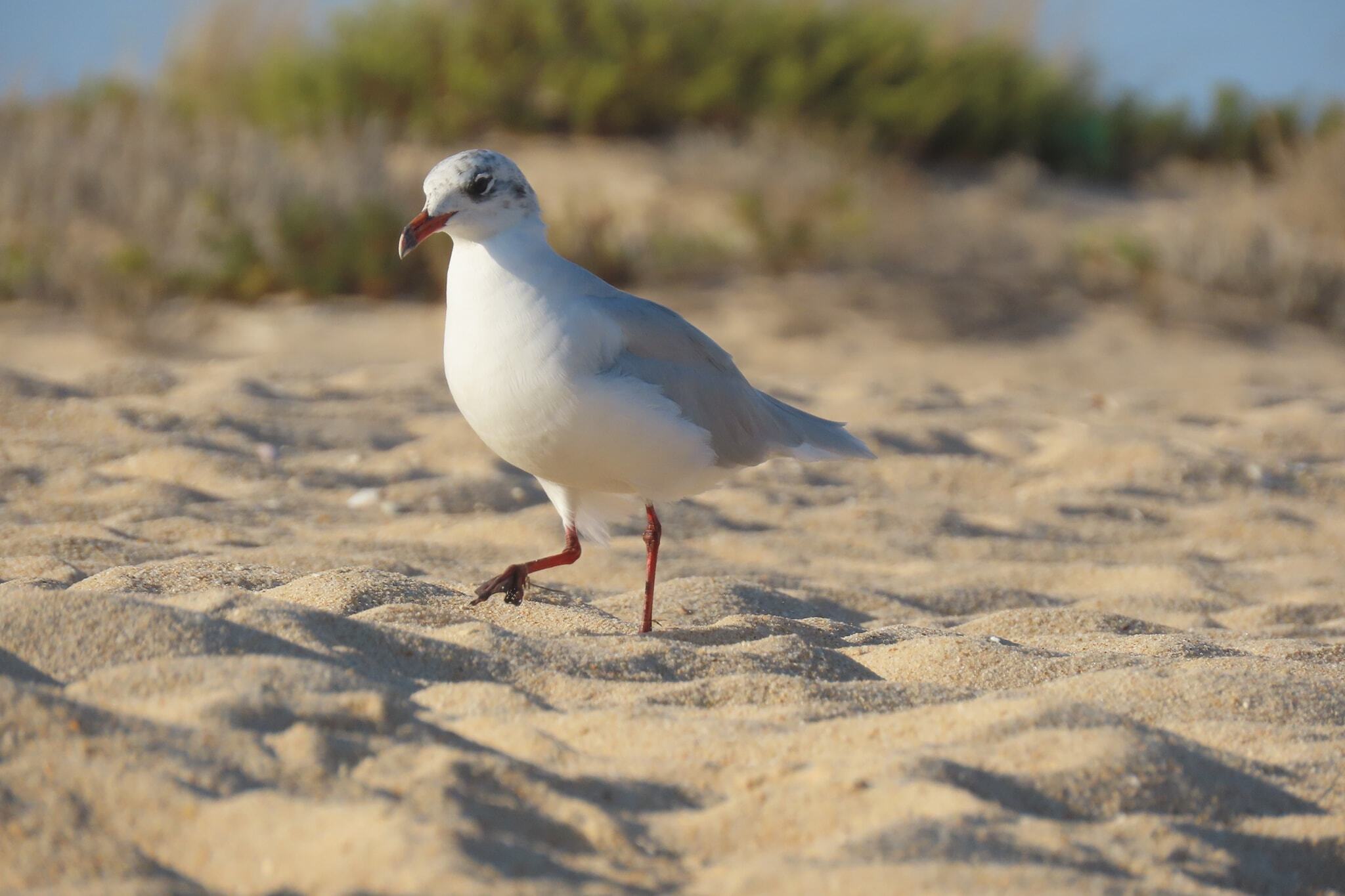 Gaivota-de-cabeça-preta adulta em plumagem não reprodutora, pousada na praia.