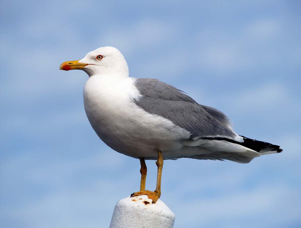 Gaivota-de-patas-amarelas adulta pousada, com patas amarelas vivas, bico amarelo e manto e asas cinzento-médio