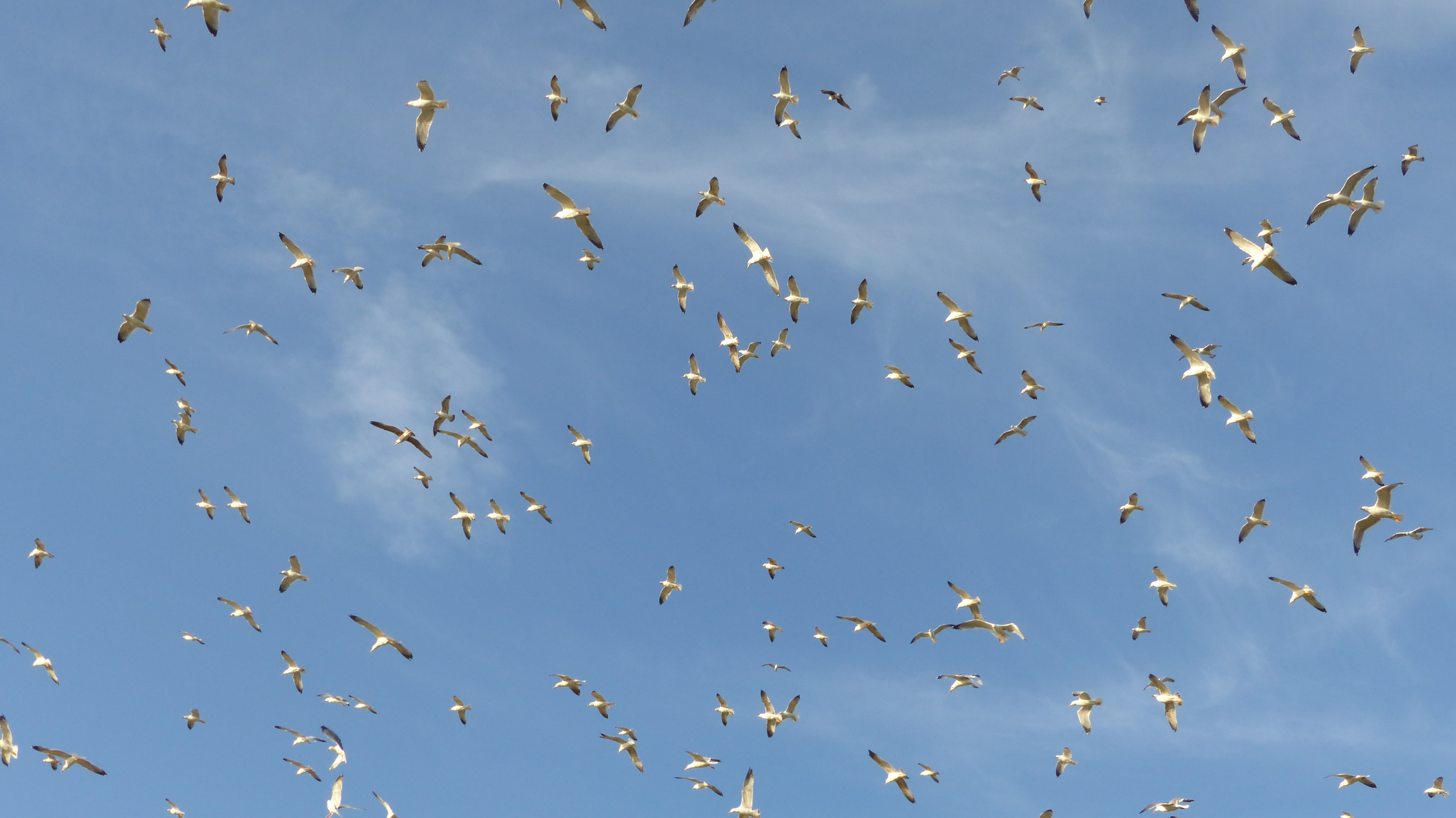 Grupo de gaivotas-de-patas-amarelas a voar em grupo na colónia