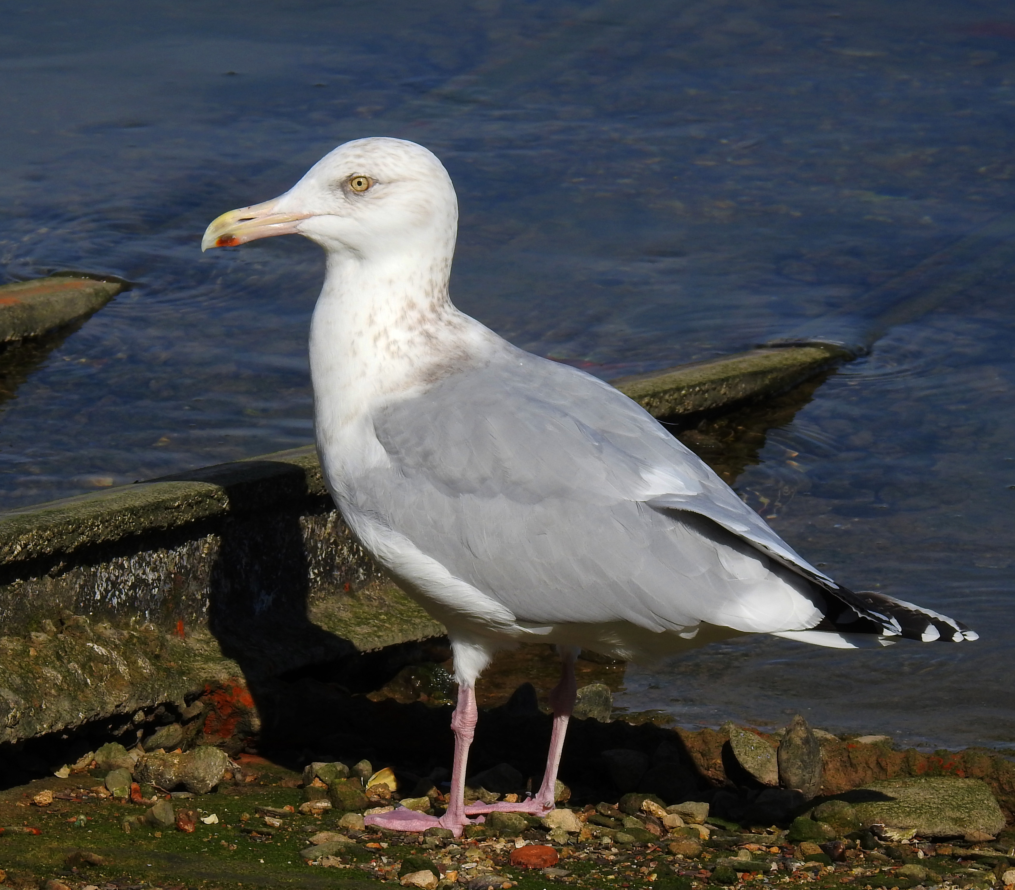 Gaivota-prateada-americana adulta em plumagem invernal, de perfil e pousada junto à linha de água. A imagem mostra umas estruturas metálicas que deverão ser de apoio a alguma estutura humana, provavelmente num porto de pesca.