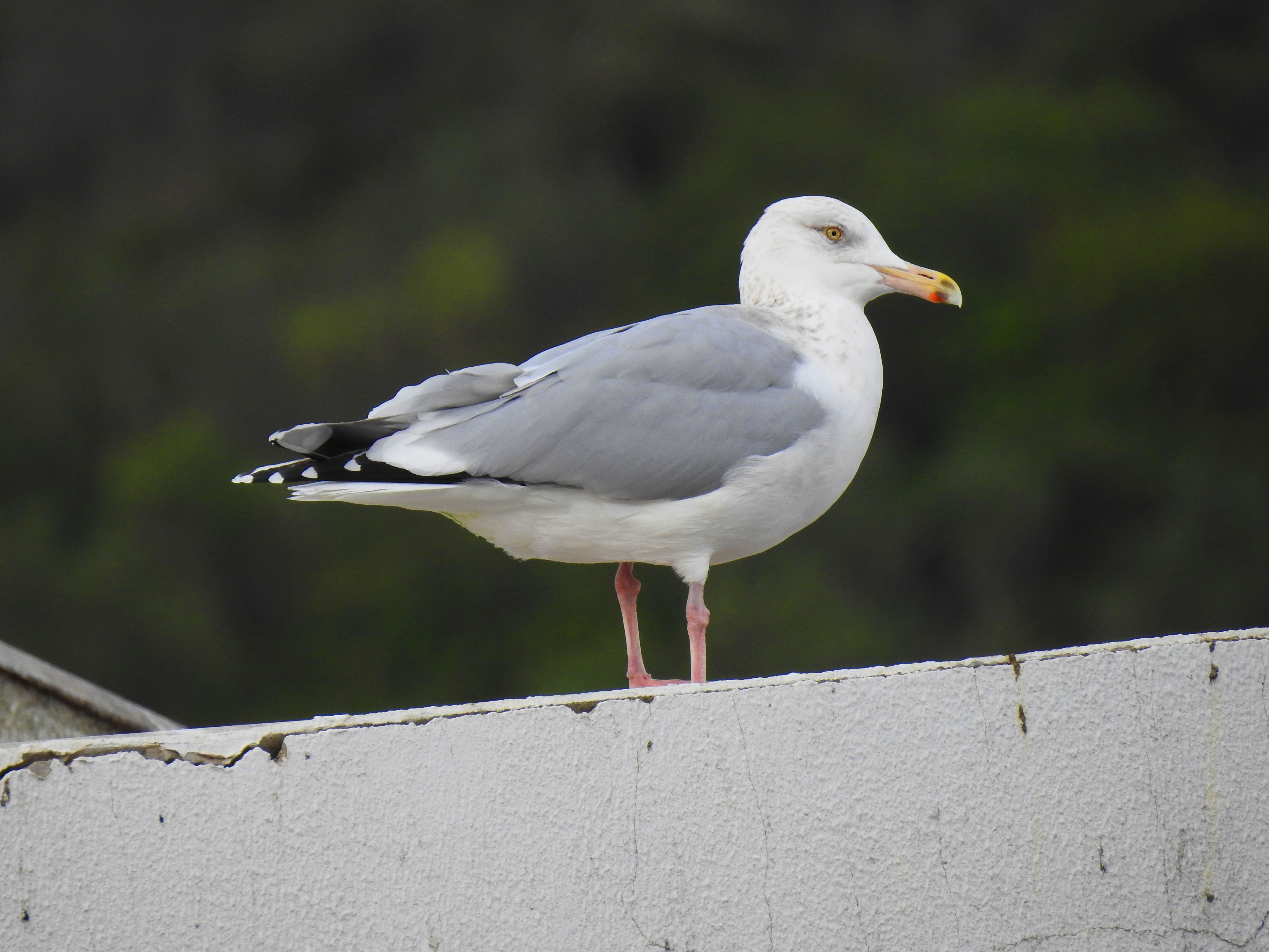 Gaivota-prateada-americana adulta em plumagem invernal, de perfil e pousada num telhado, provavelmente num edifício branco de um porto de pesca.