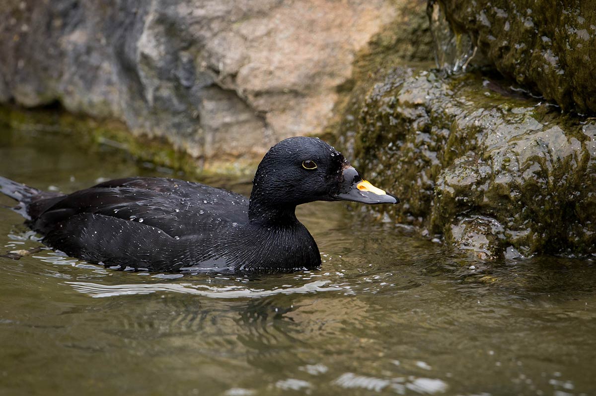 Negrola macho com plumagem negra e bico preto e amarelo, a flutuar em água costeira pouco profunda entre rochas.