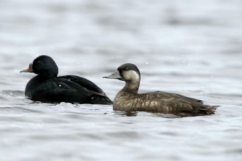 Negrola macho e fêmea a flutuar juntos no mar, o macho com plumagem negra e bico preto e amarelo, a fêmea castanha com face mais clara.