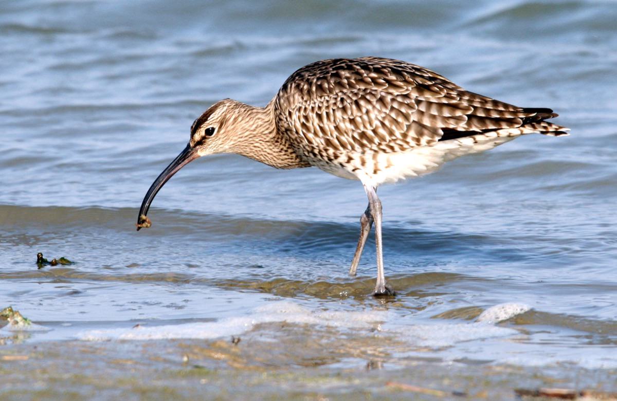 Maçarico-galego a alimentar-se no sedimento intertidal, a sondar a areia com o bico curvado.