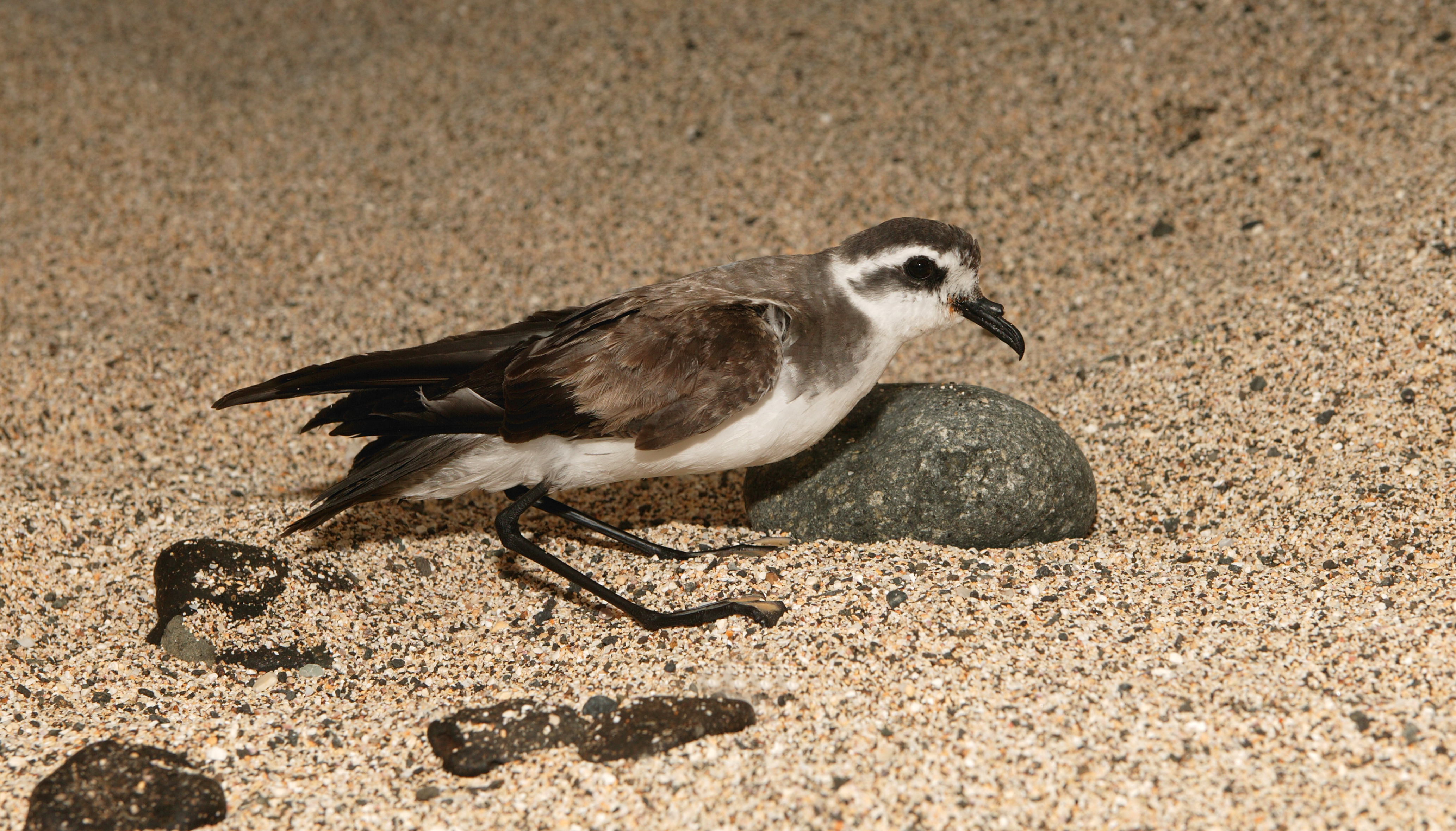 Calca-mar na colónia pousado na areia