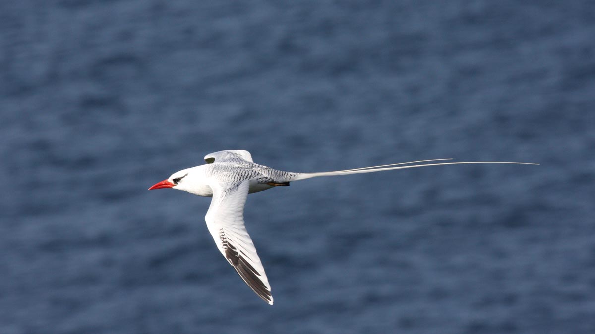 Rabijunco em voo, com plumagem predominantemente branca, bico vermelho vivo e longas penas caudais centrais brancas.