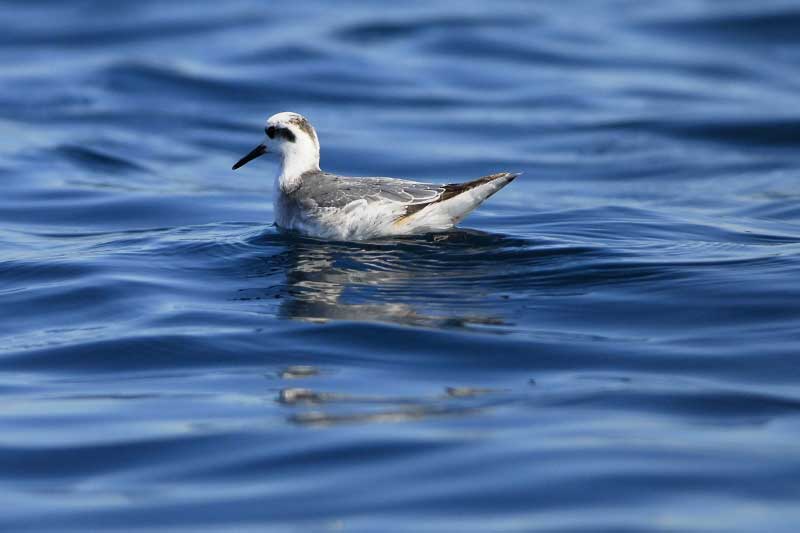 Falaropo-de-bico-grosso pousado no mar.