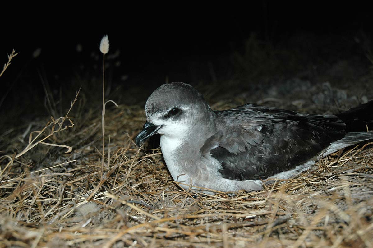 Freira-do-bugio pousada na colónia durante a noite.