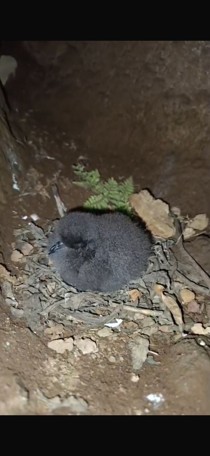 Cria de gon-gon com alguns dias de idade e no ninho. A ave está coberta por penugem escura. O ninho aparenta ser uma reentrância nas rochas. A base parece conter alguns restos vegetais e pequenas pedras que foram agrupadas possivelmente pelo progenitor.