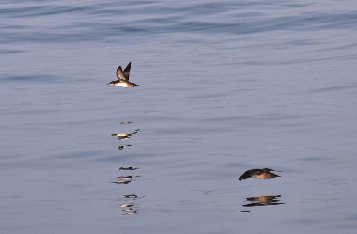 Pardela-balear em voo sobre o mar, com o ventre parcialmente escuro visível.