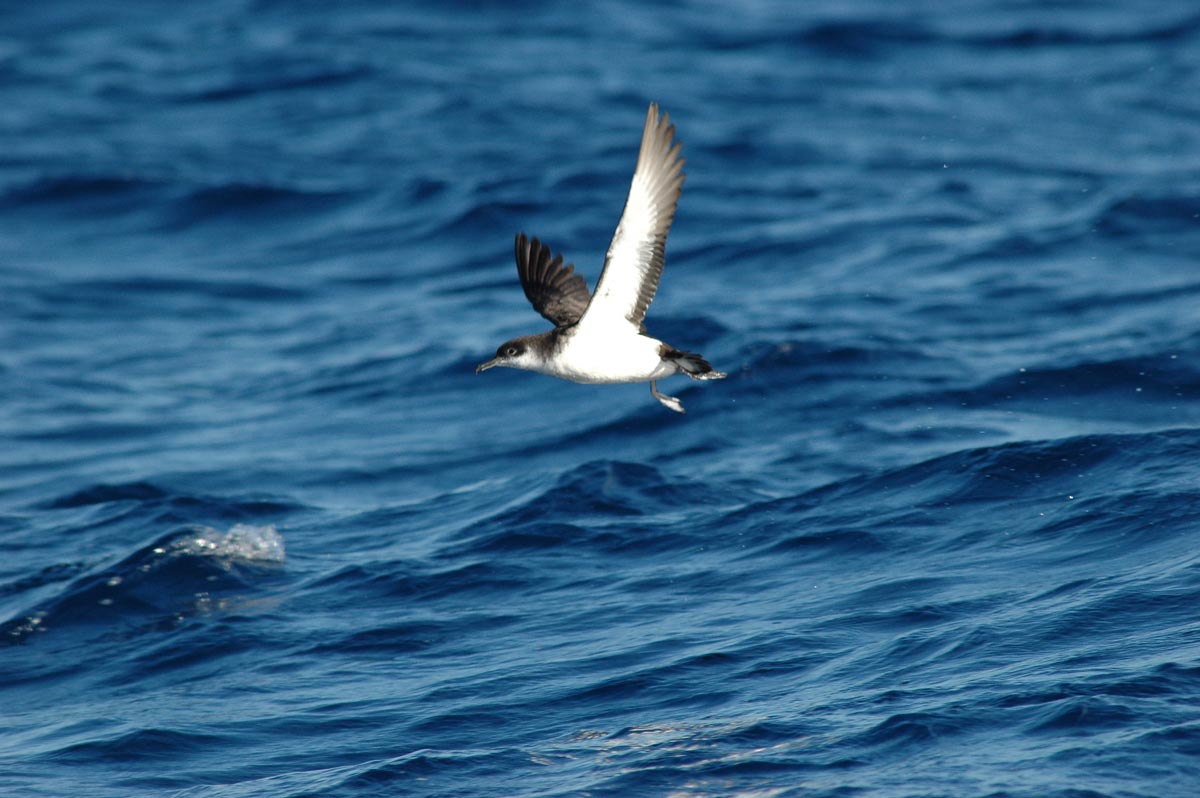 Pardela-do-atlântico em voo sobre o mar, com a face ventral branca visível.