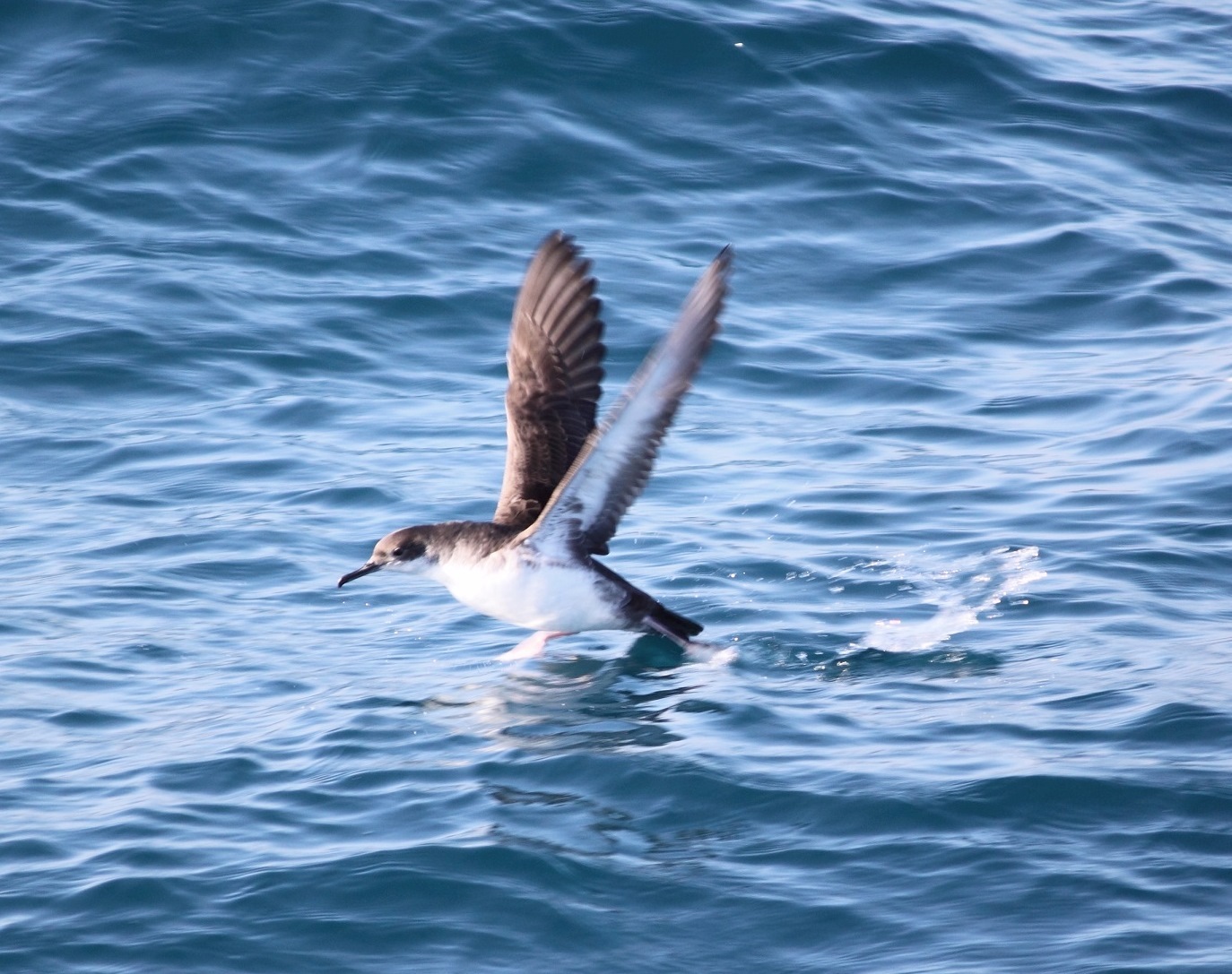 Pardela-de-yelkouan na superfície do mar, a iniciar o voo, com asas longas e escuras e ventre claro.