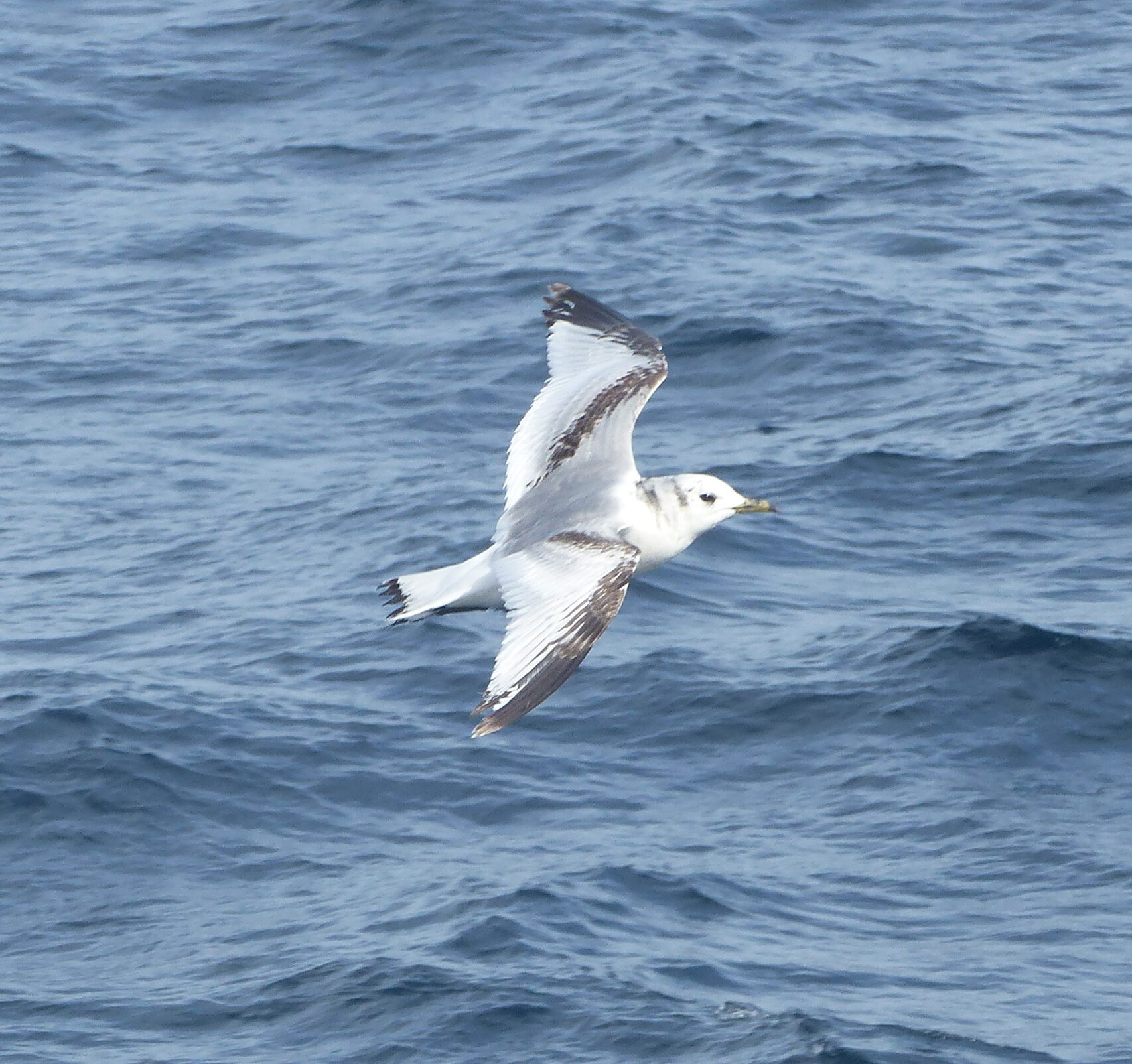 Gaivota-tridáctila imatura em voo sobre o mar, com padrão escuro em forma de ‘W’ nas asas e dorso