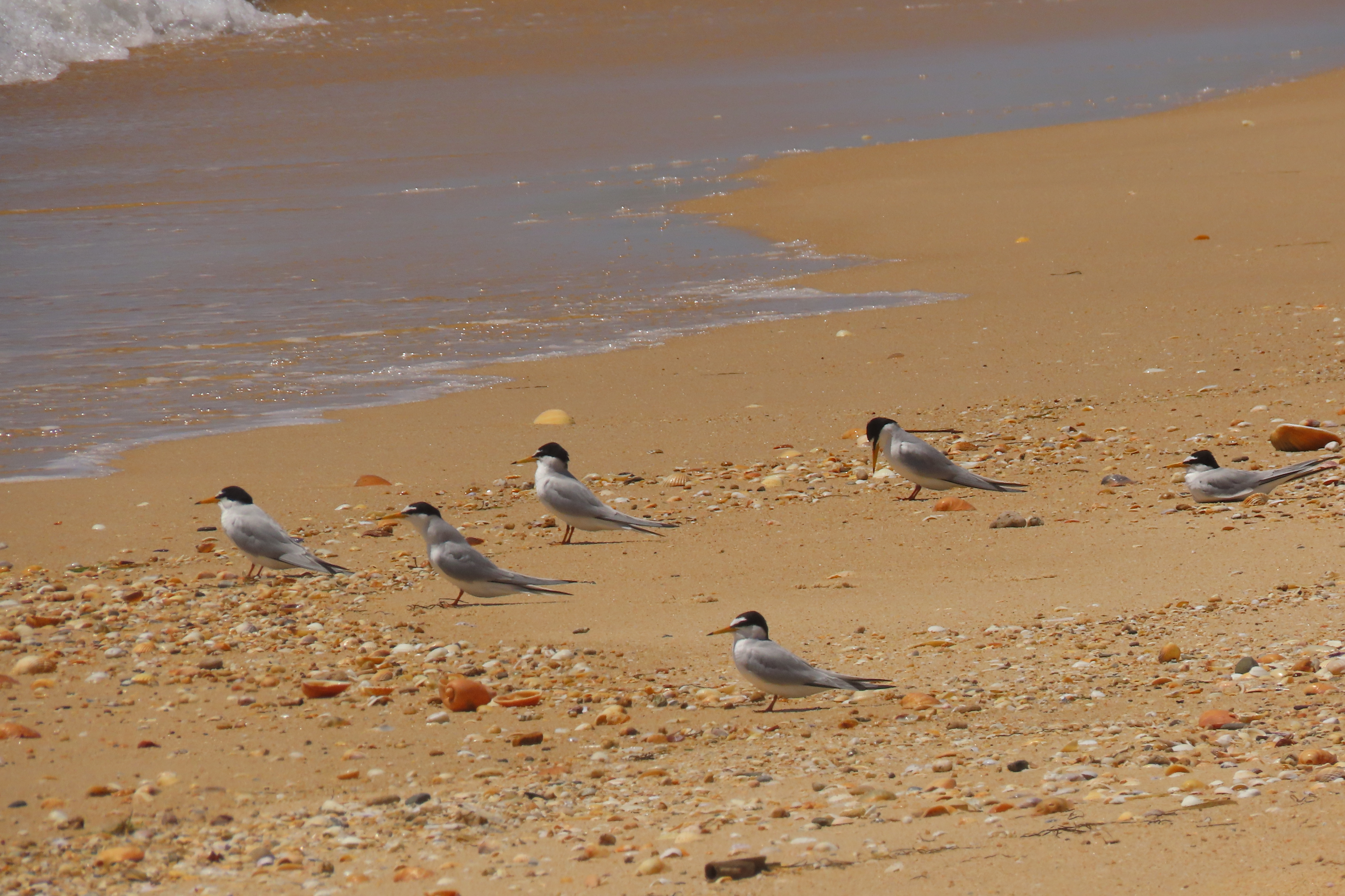 Grupo de chilretas pousadas à beira-mar