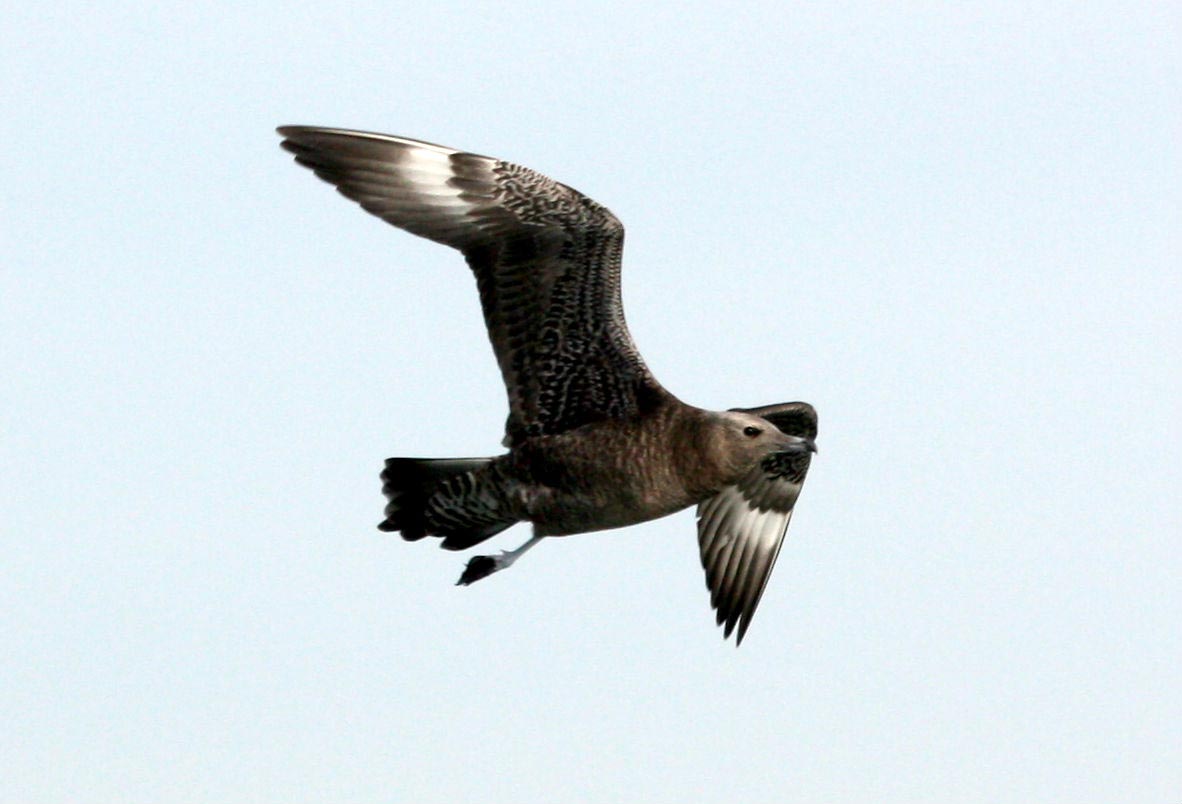 Moleiro-do-Ártico imaturo de fase escura em voo sobre o mar.