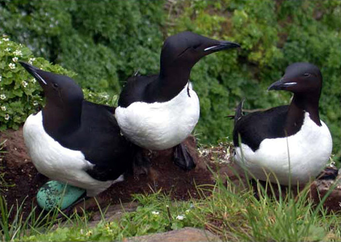 Três aves adultas em plumagem de reprodução numa falésia. A ave da esquerda está sobre um grande ovo esverdeado. O ninho está simplemente na terra. Toda a falésia está coberta por vegetação. As aves exibem a sua cabeça, pescoço e dorso de um preto puro. Nota-se a lista branca na base superior do bico.