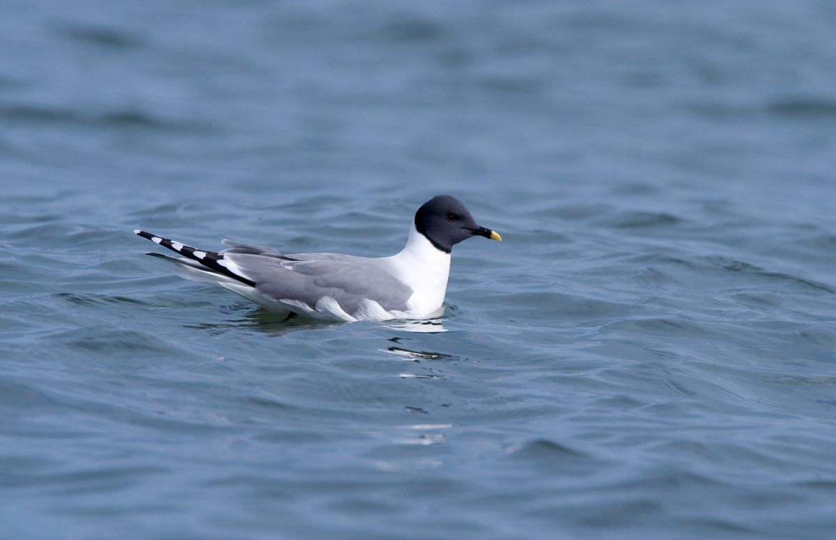 Gaivota-de-Sabine adulta pousada no mar.