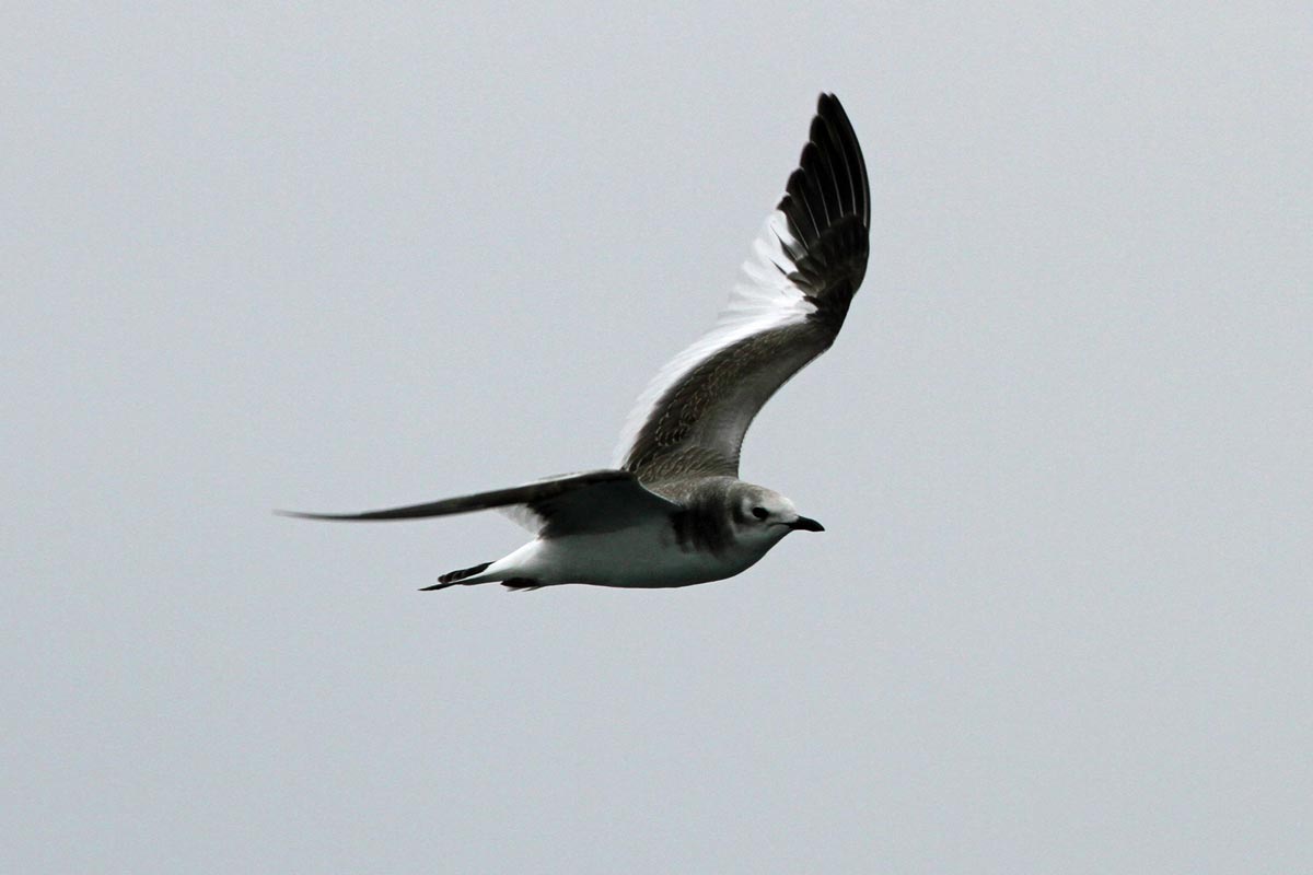 Gaivota-de-Sabine imatura em voo