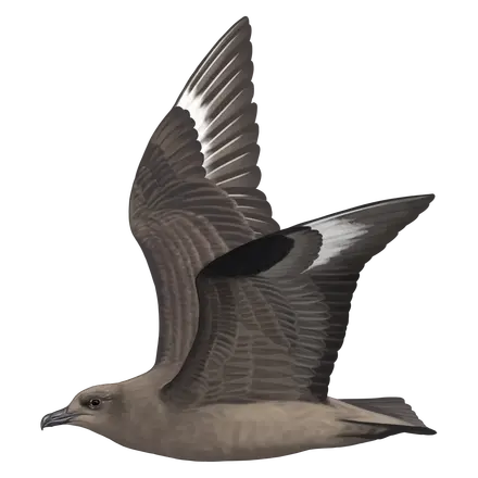 Ilustração Alcaide-do-antártico