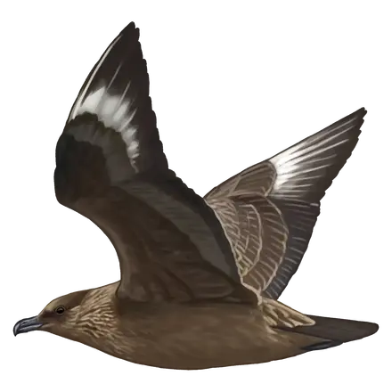 Ilustração Alcaide