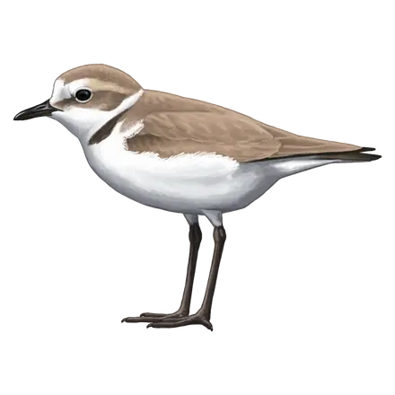 Ilustração Borrelho-de-coleira-interrompida