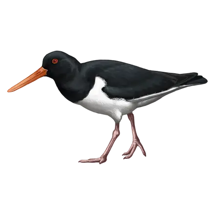 Ilustração Ostraceiro