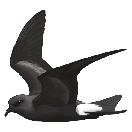 Ilustração Painho-de-cauda-forcada